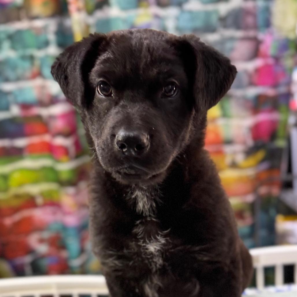 Enlarge Lord Falafel, a Adoptable mixed breed in Amarillo, TX image 6/6