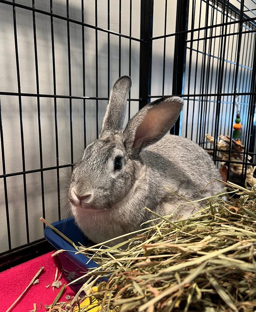 Enlarge Dave, a ADOPTABLE Chinchilla in Philadelphia, PA image 1/1