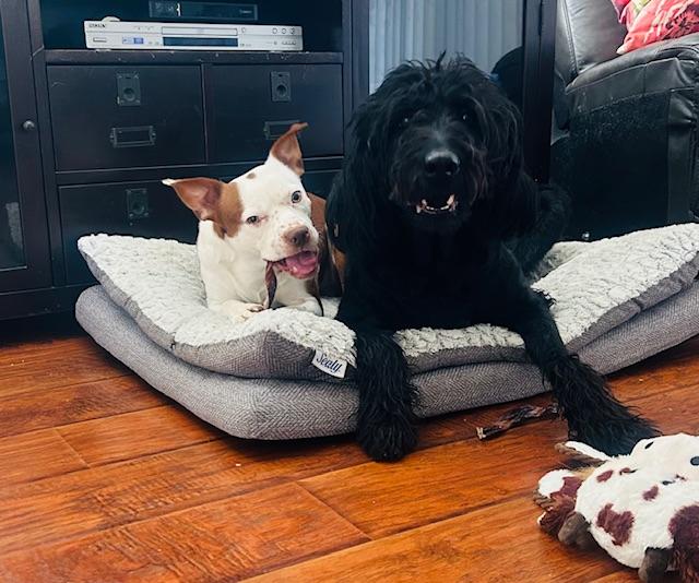 Enlarge Duke, a ADOPTABLE mixed breed in clayton , CA image 3/5