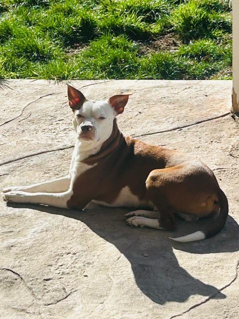 Enlarge Duke, a ADOPTABLE mixed breed in clayton , CA image 4/5