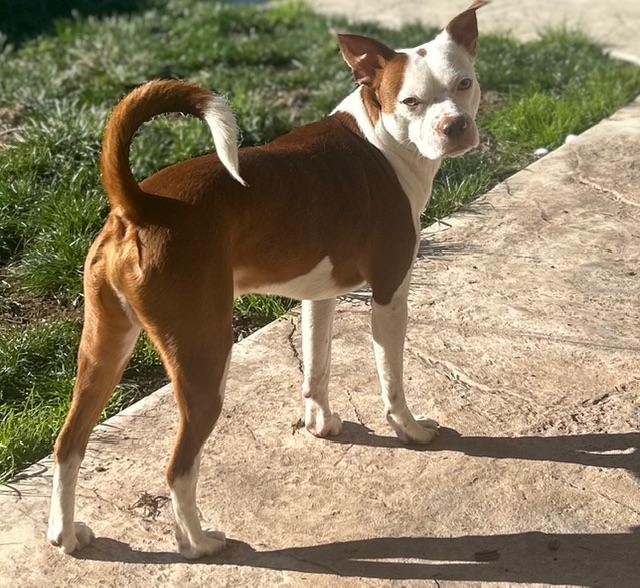 Enlarge Duke, a ADOPTABLE mixed breed in clayton , CA image 1/5