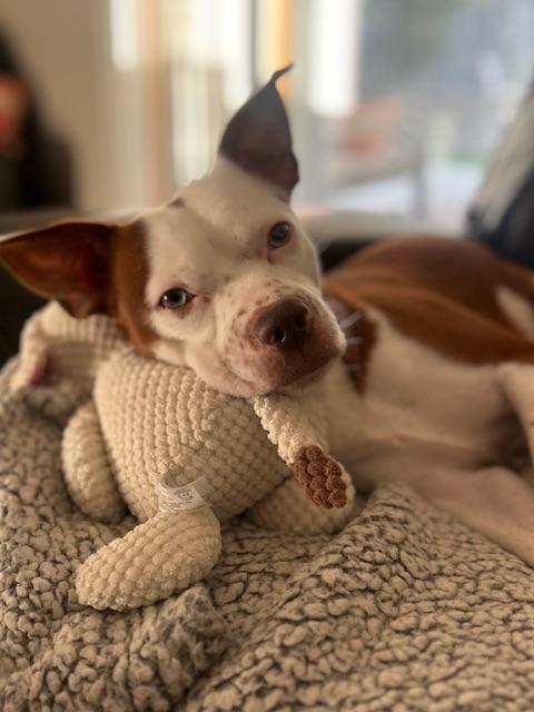 Enlarge Duke, a ADOPTABLE mixed breed in clayton , CA image 2/5