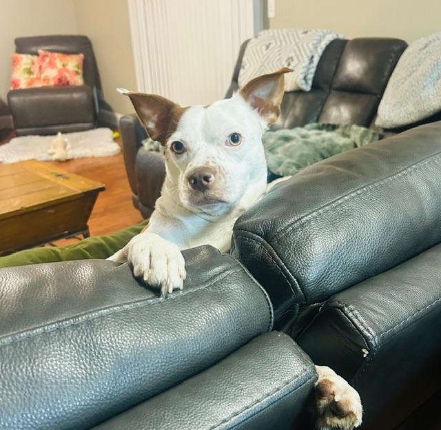 Enlarge Duke, a ADOPTABLE mixed breed in clayton , CA image 5/5