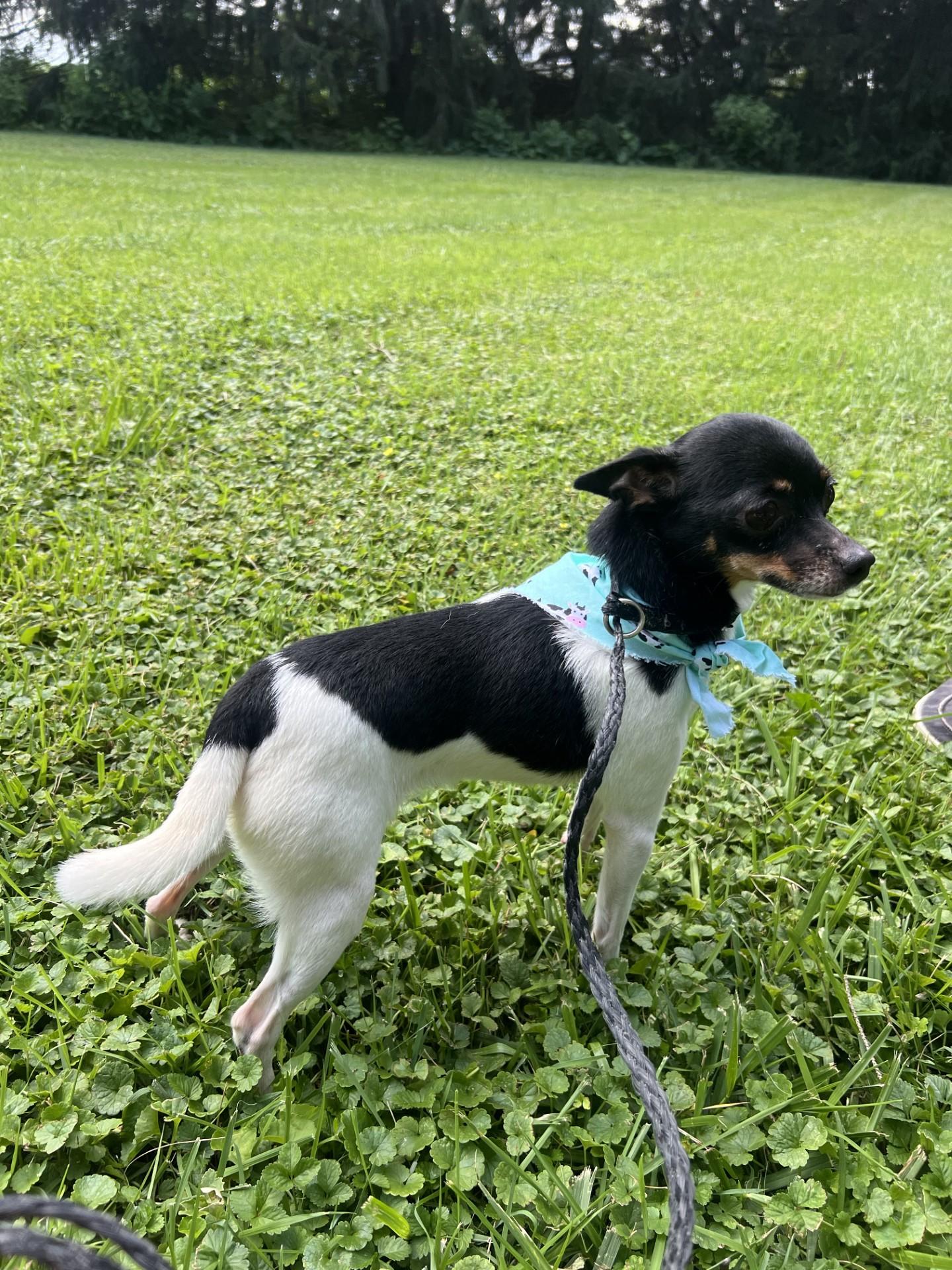 Cow, adopted, Adult Female Chihuahua.