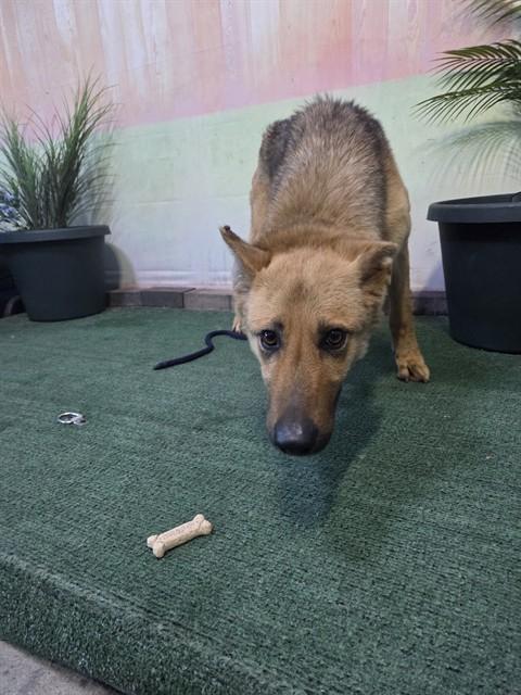 SAVANNAH, Adoptable, Adult Female German Shepherd Dog.