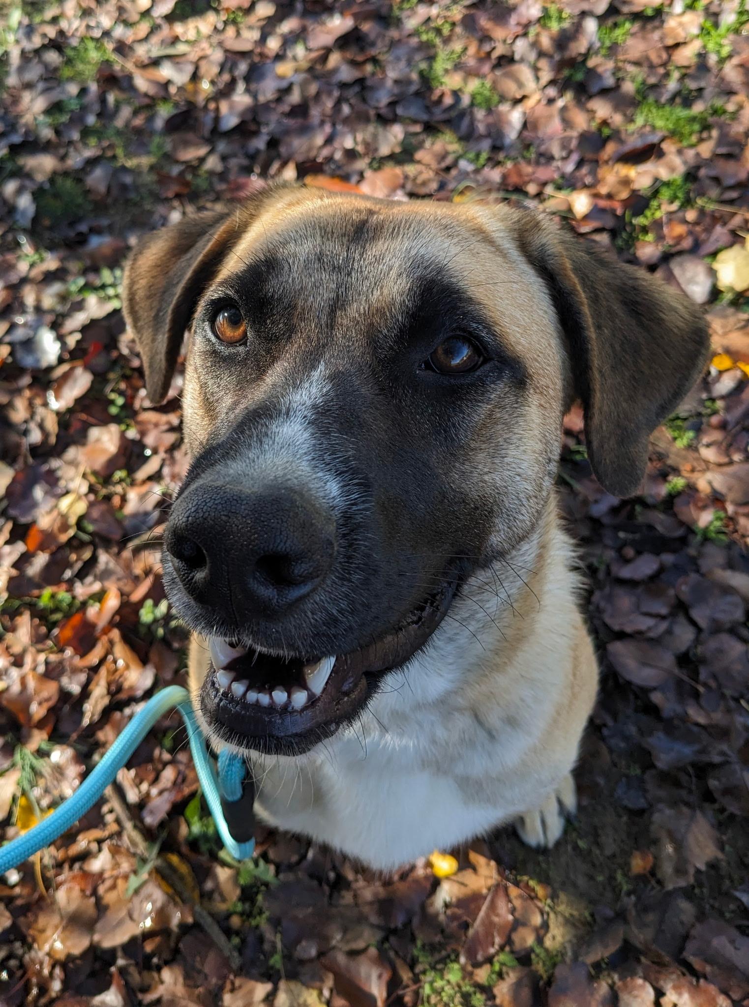 Enlarge Zyla, a Adoptable mixed breed in South Portland, ME image 3/6