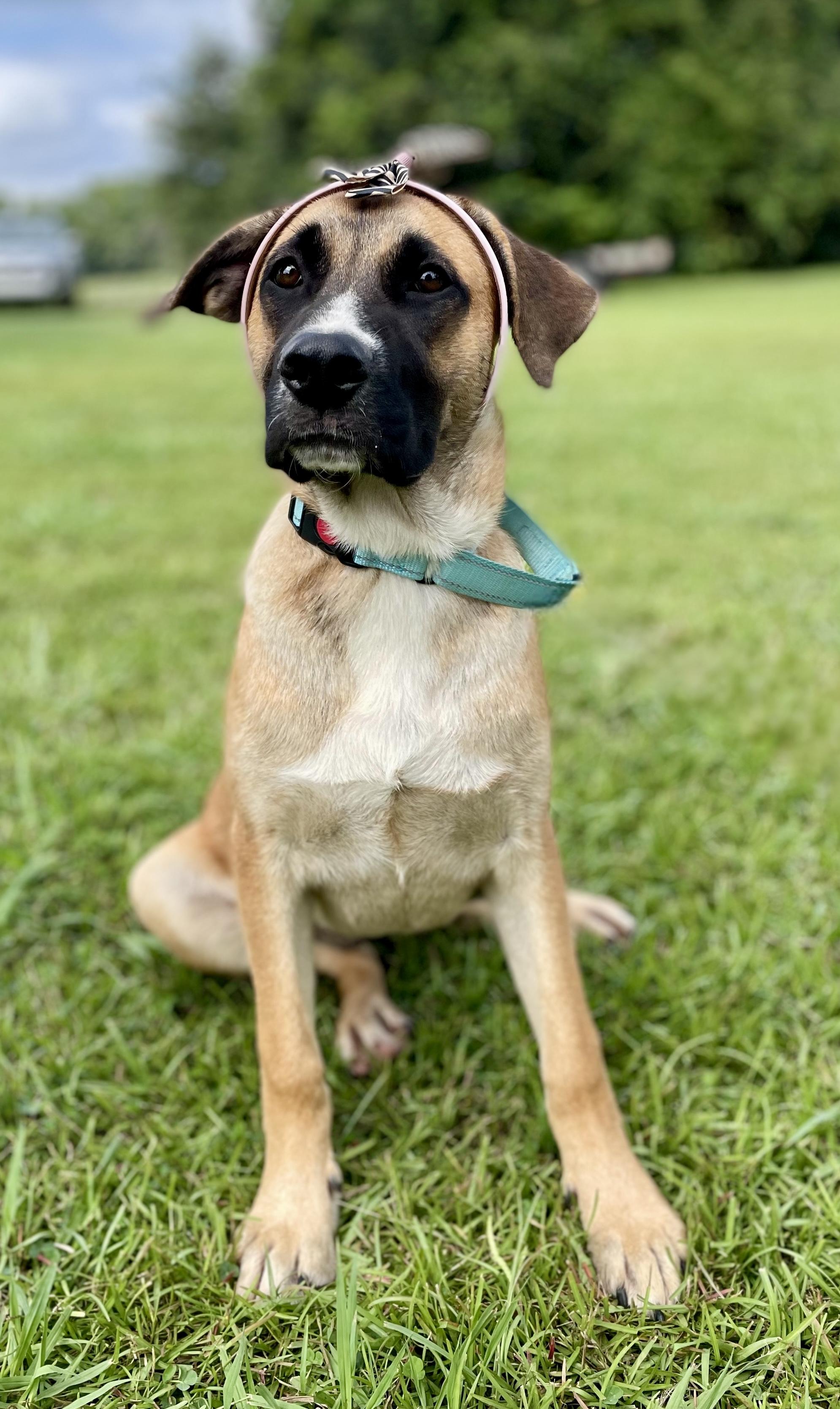Enlarge Zyla, a Adoptable mixed breed in South Portland, ME image 4/6