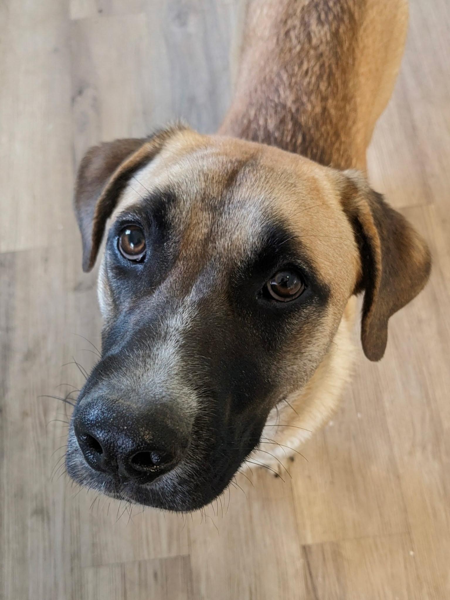 Enlarge Zyla, a Adoptable mixed breed in South Portland, ME image 2/6