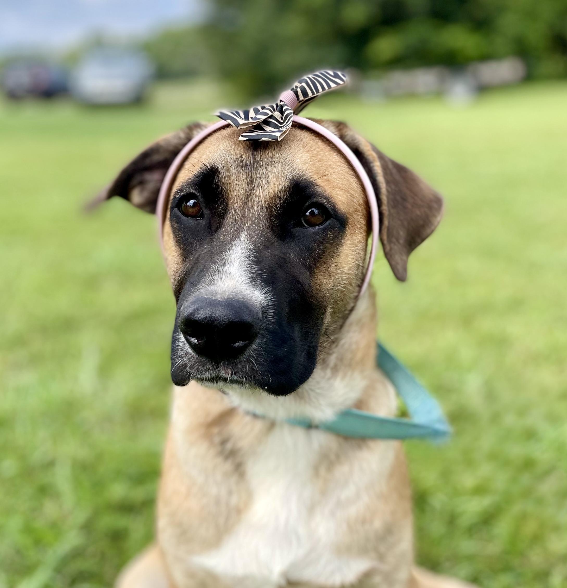 Enlarge Zyla, a Adoptable mixed breed in South Portland, ME image 5/6