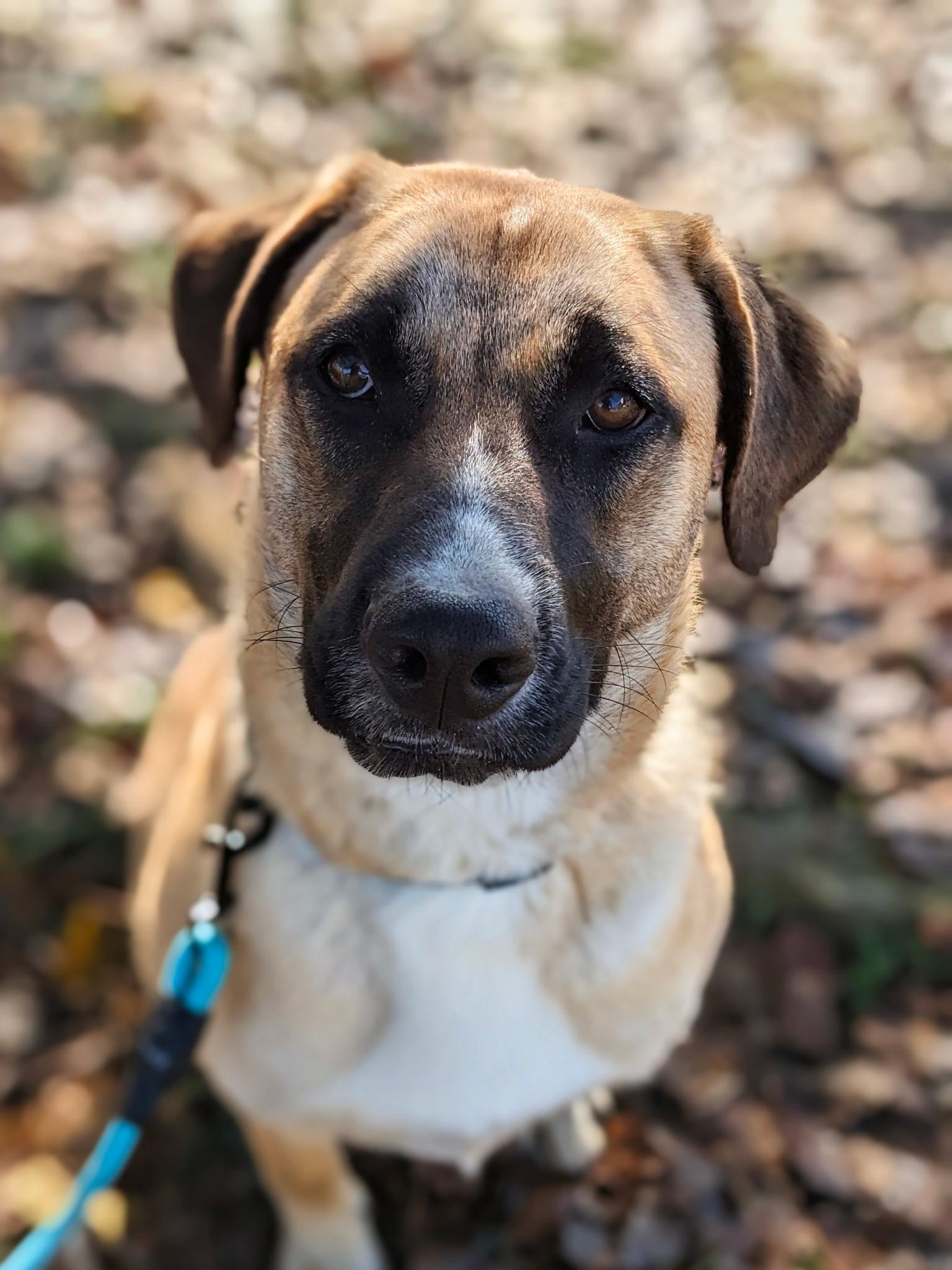 Zyla, Adoptable, Young Female Mixed Breed & Boxer.
