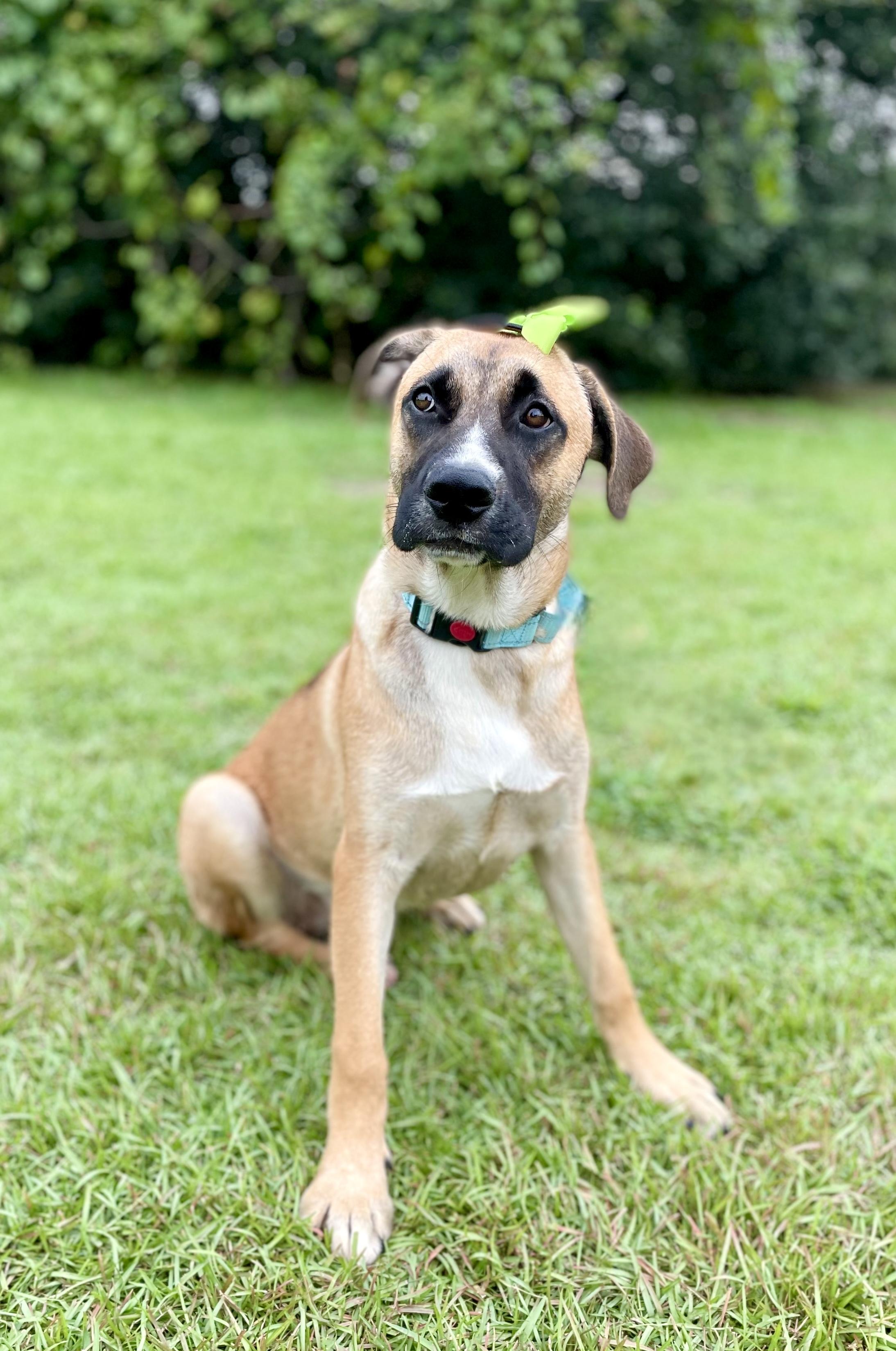 Enlarge Zyla, a Adoptable mixed breed in South Portland, ME image 6/6