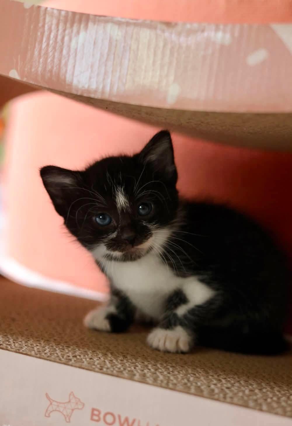 Cobbler, Adoptable, Young Male Domestic Short Hair.