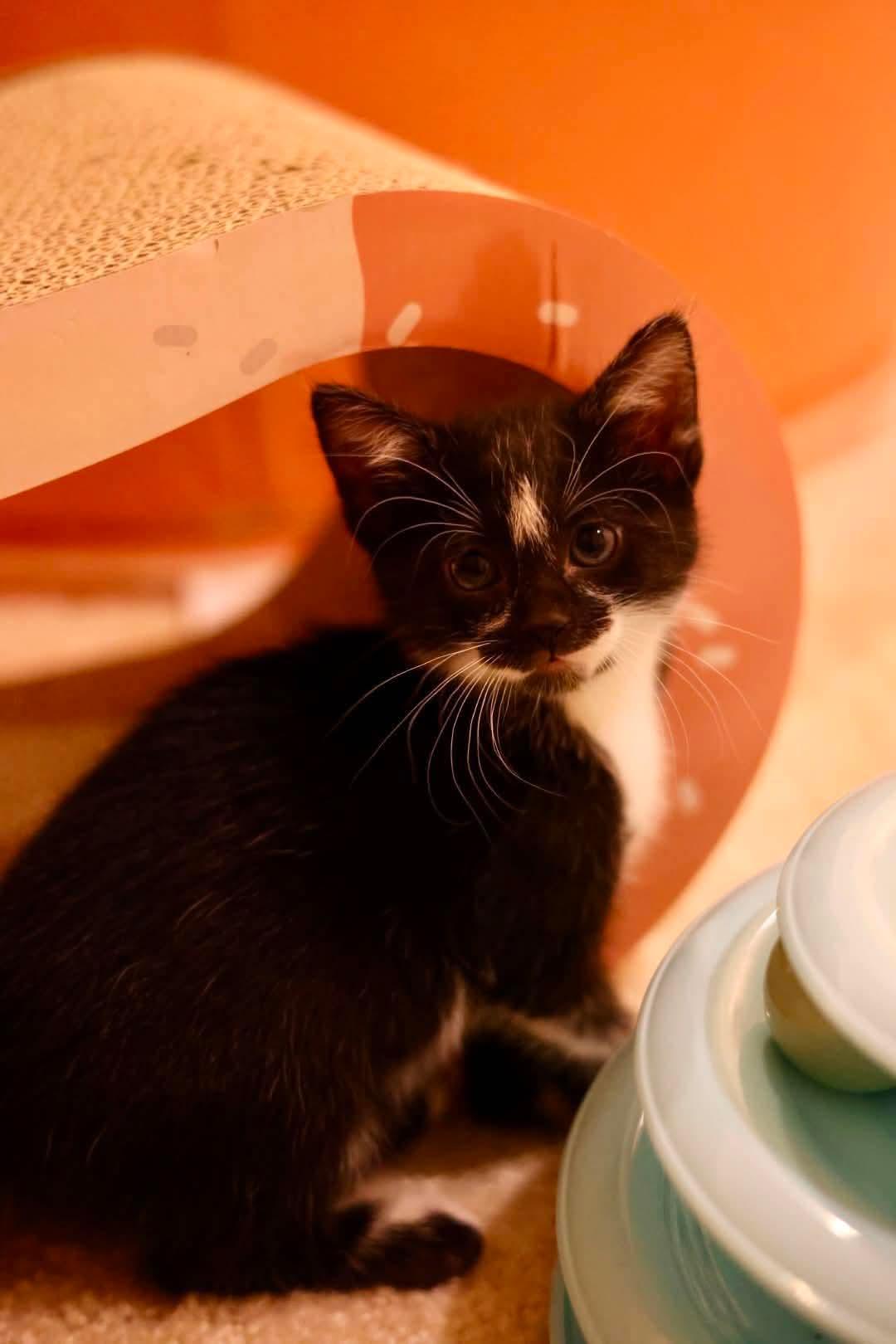 Enlarge Cobbler, a Adoptable Domestic Short Hair in Duluth, MN image 2/3