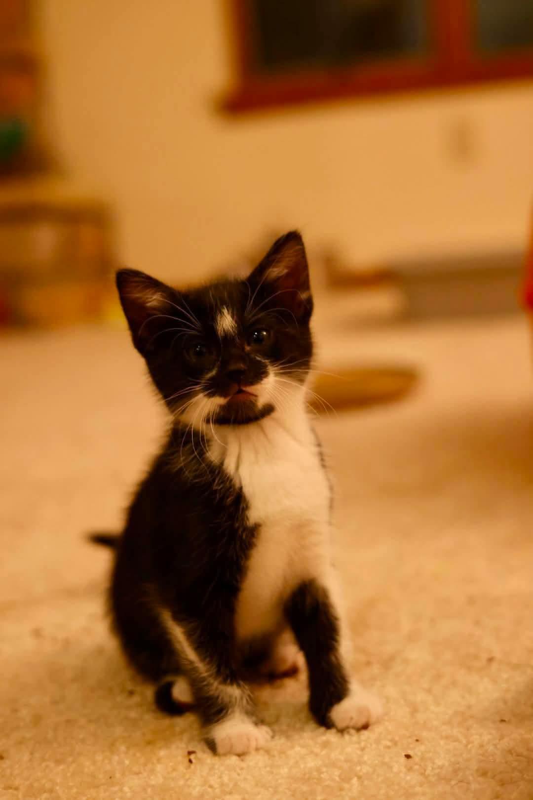 Enlarge Cobbler, a Adoptable Domestic Short Hair in Duluth, MN image 3/3