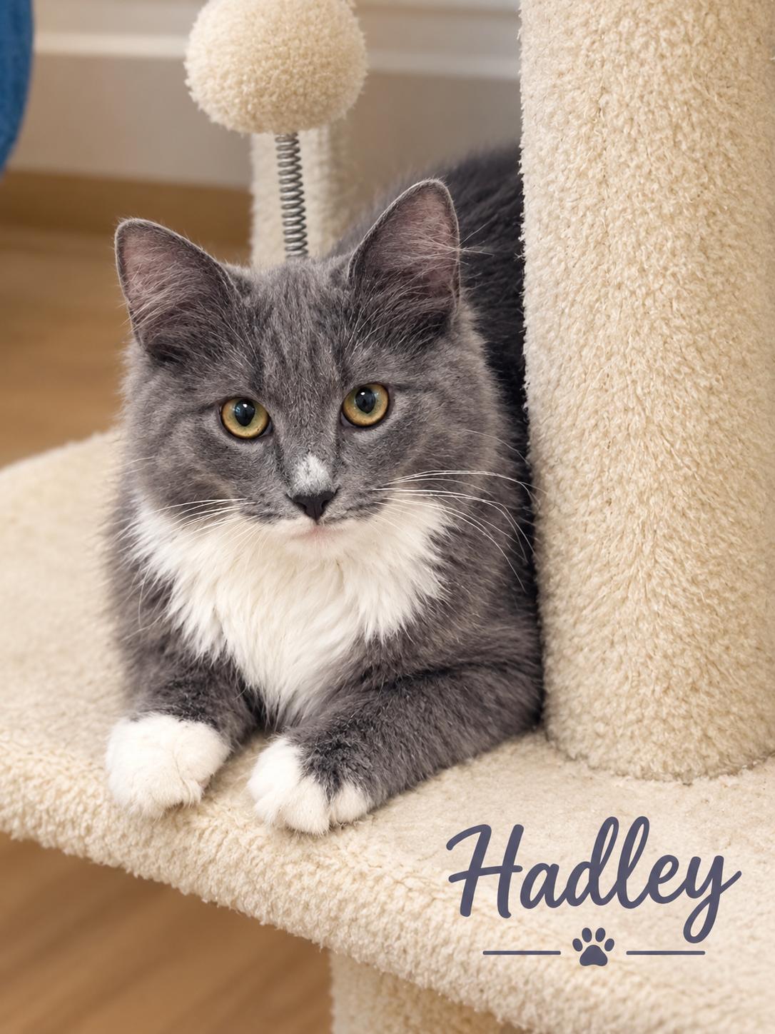 Enlarge Hadley-A Beauty Waiting to Blossom, a Adoptable mixed breed in Laurel, MD image 2/2