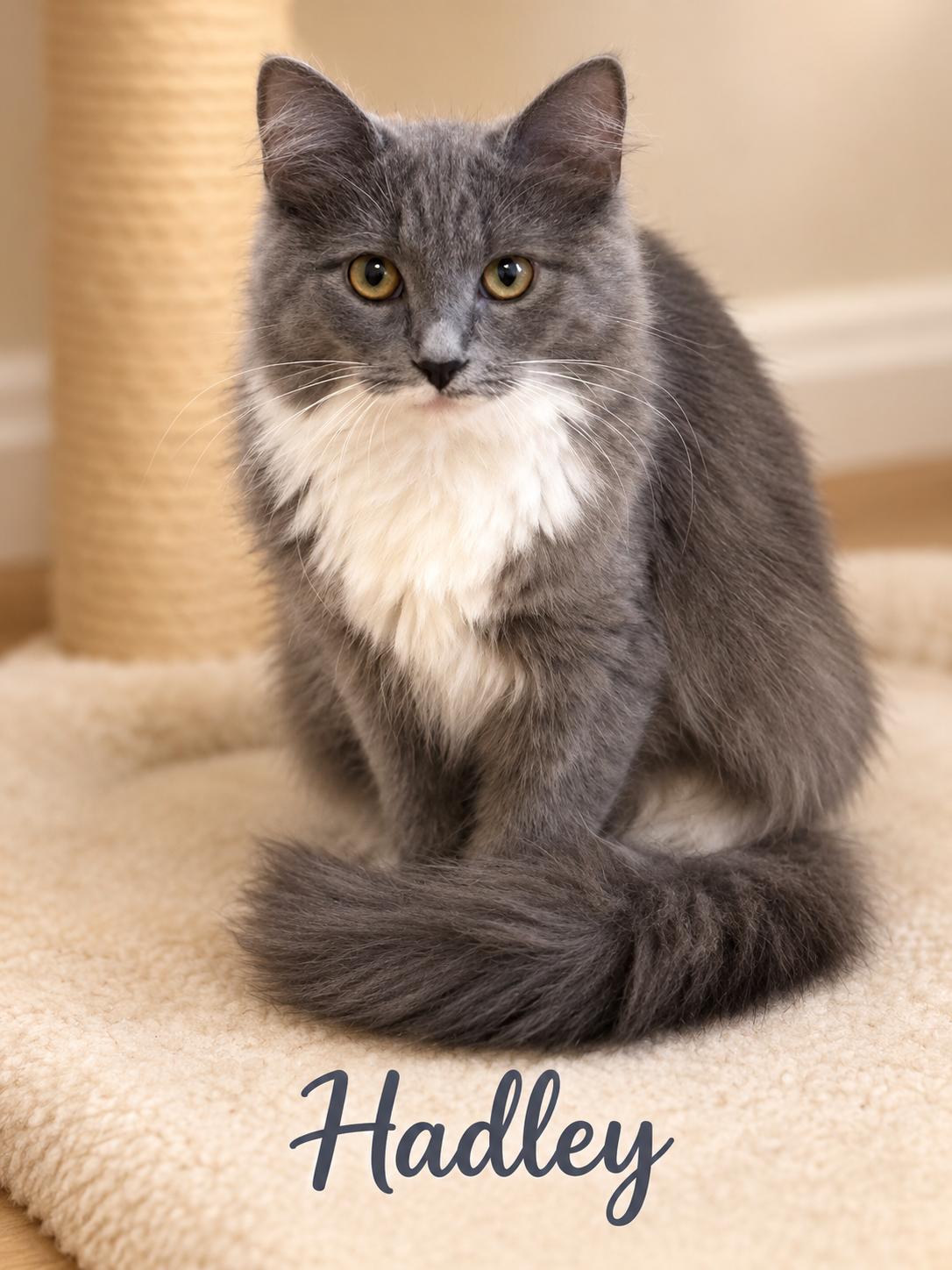 Hadley-A Beauty Waiting to Blossom, Adoptable, Kitten Female Domestic Medium Hair.