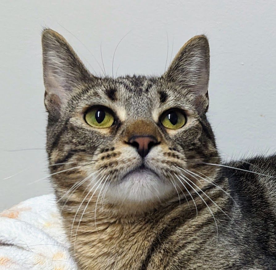 Enlarge Sorbet, a Adoptable Domestic Short Hair in Monroe, MI image 1/3