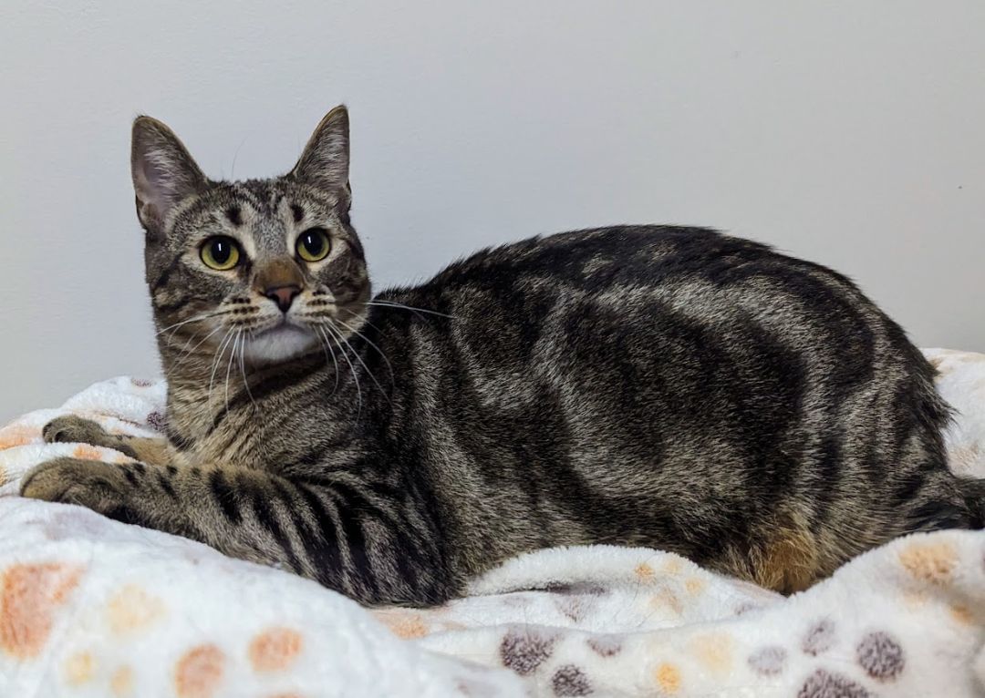 Enlarge Sorbet, a Adoptable Domestic Short Hair in Monroe, MI image 2/3