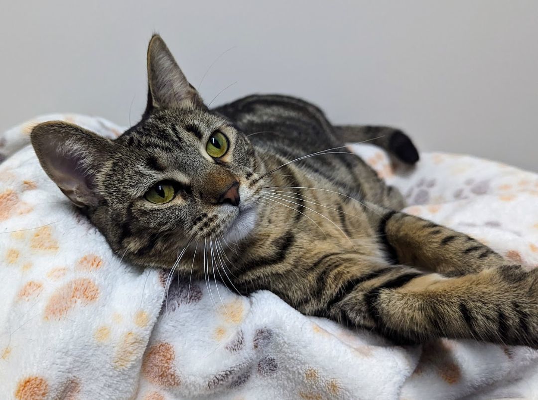 Enlarge Sorbet, a Adoptable Domestic Short Hair in Monroe, MI image 3/3