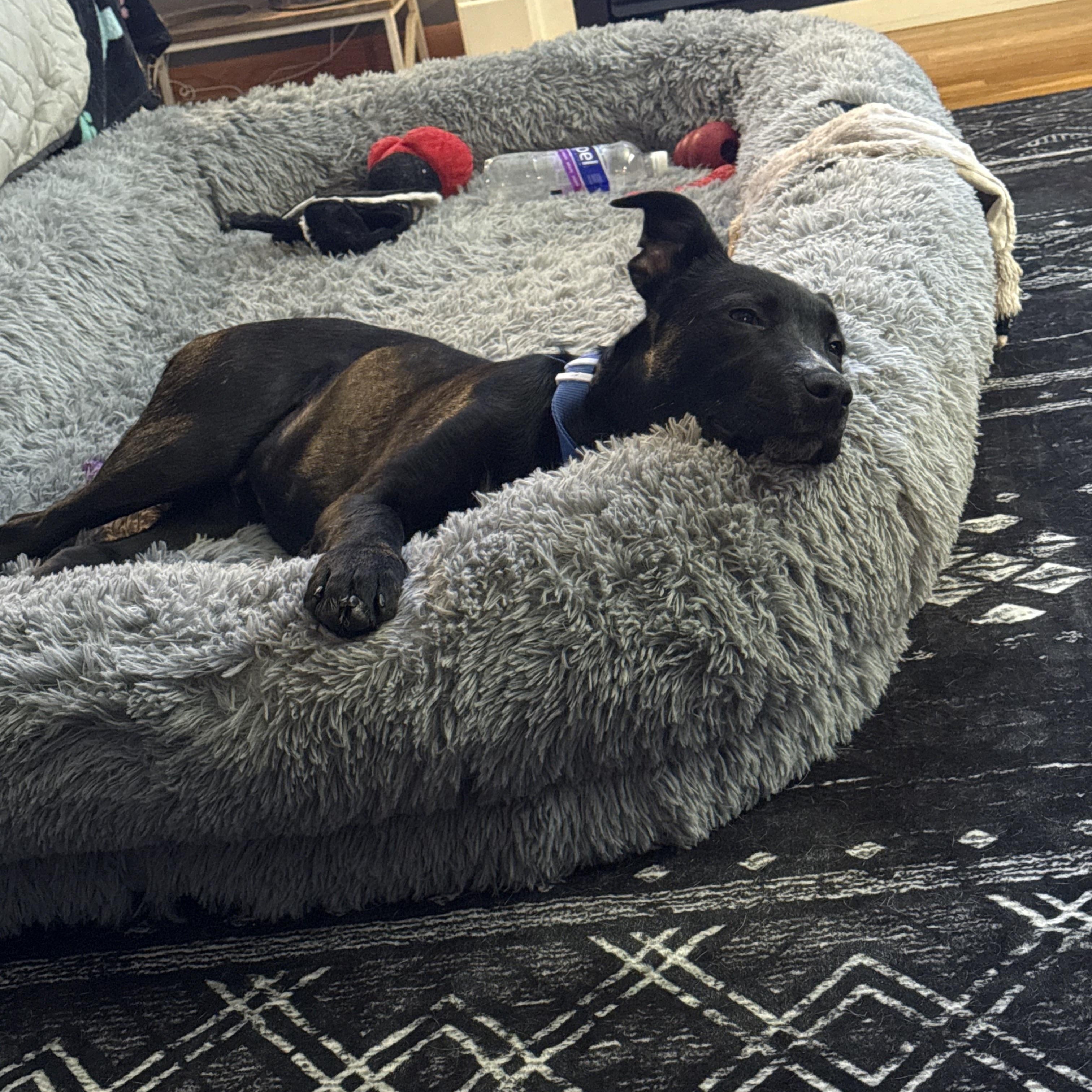 Enlarge Banjo, a ADOPTABLE mixed breed in Akron, NY image 3/6