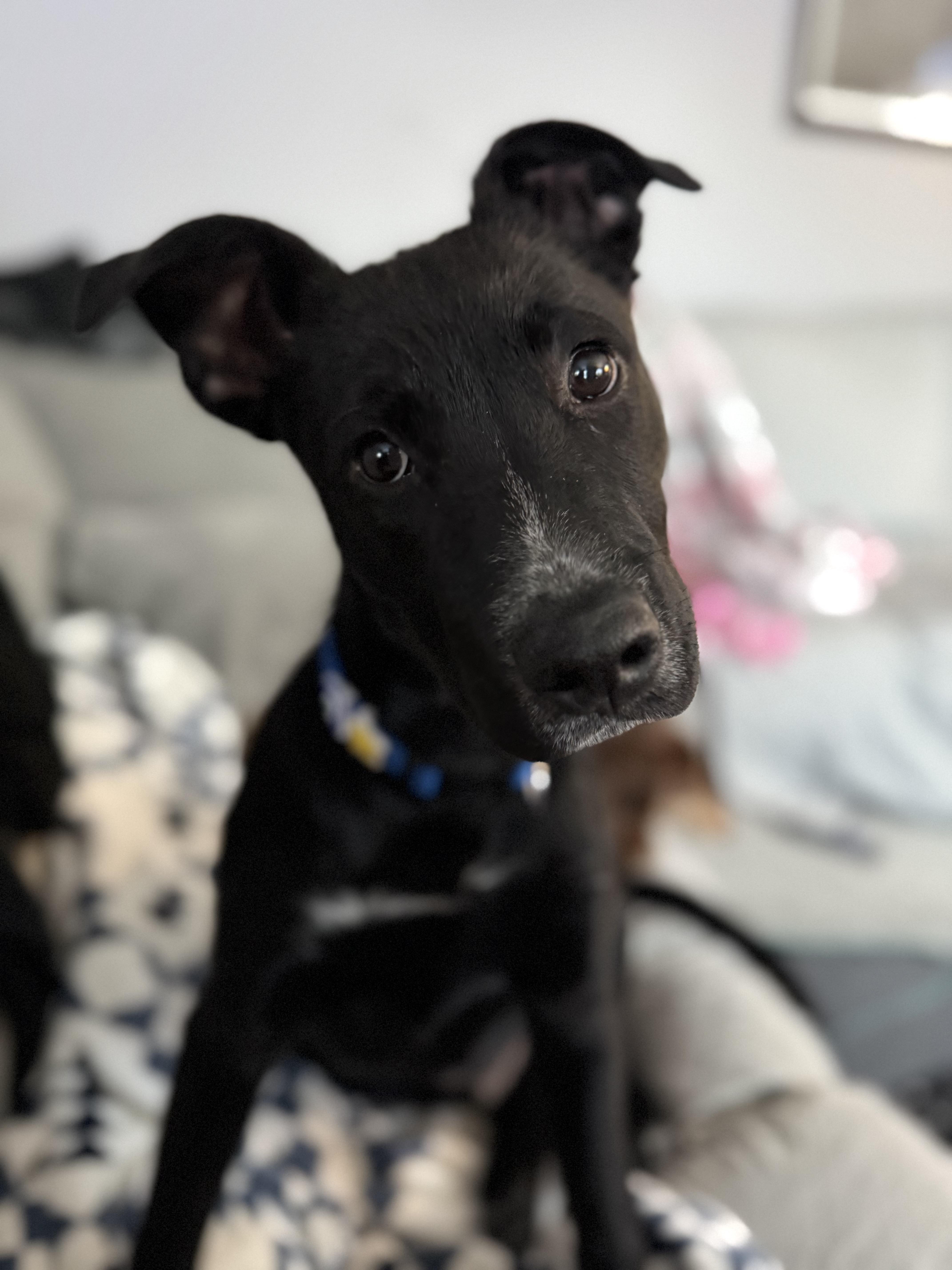 Enlarge Banjo, a ADOPTABLE mixed breed in Akron, NY image 5/6