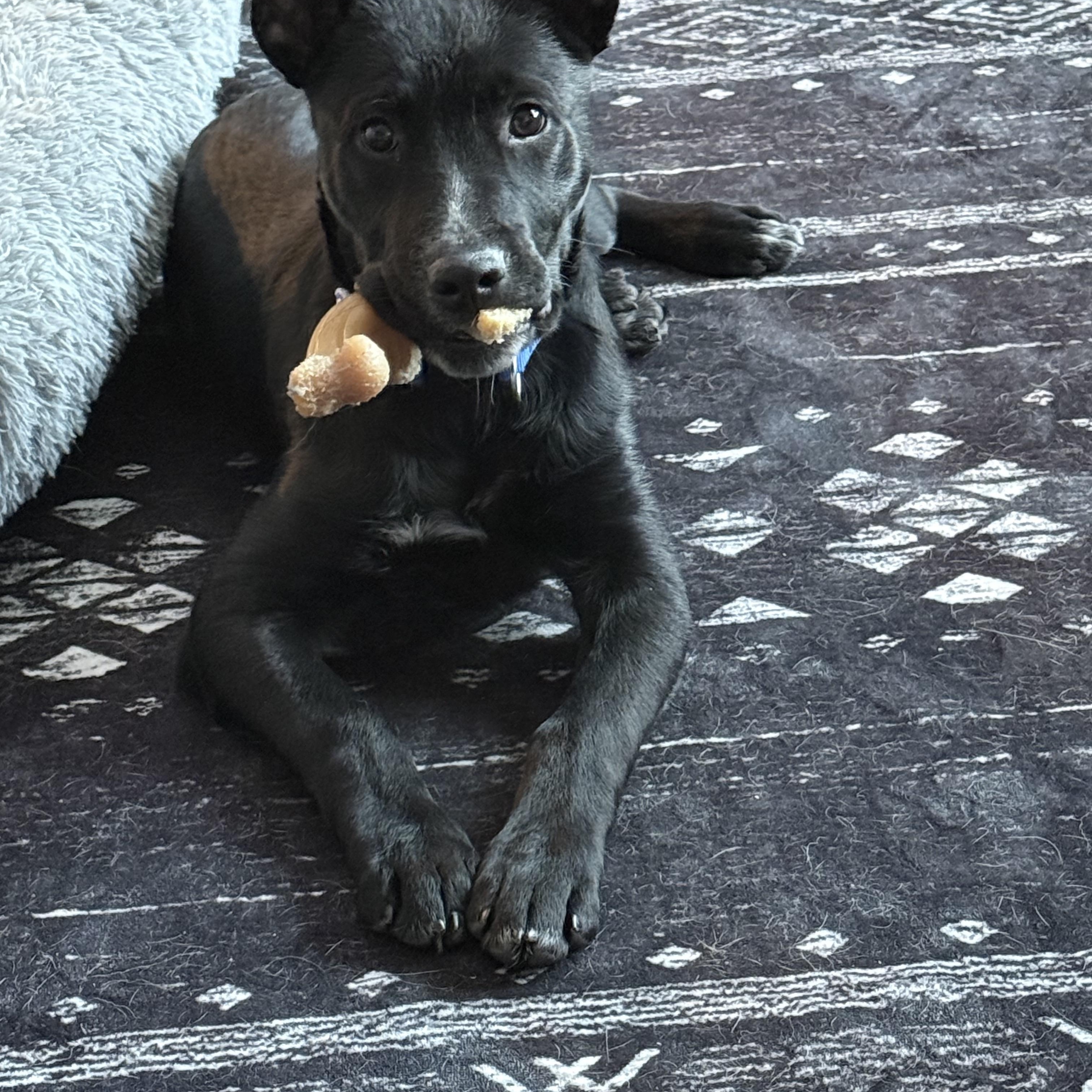 Enlarge Banjo, a ADOPTABLE mixed breed in Akron, NY image 4/6