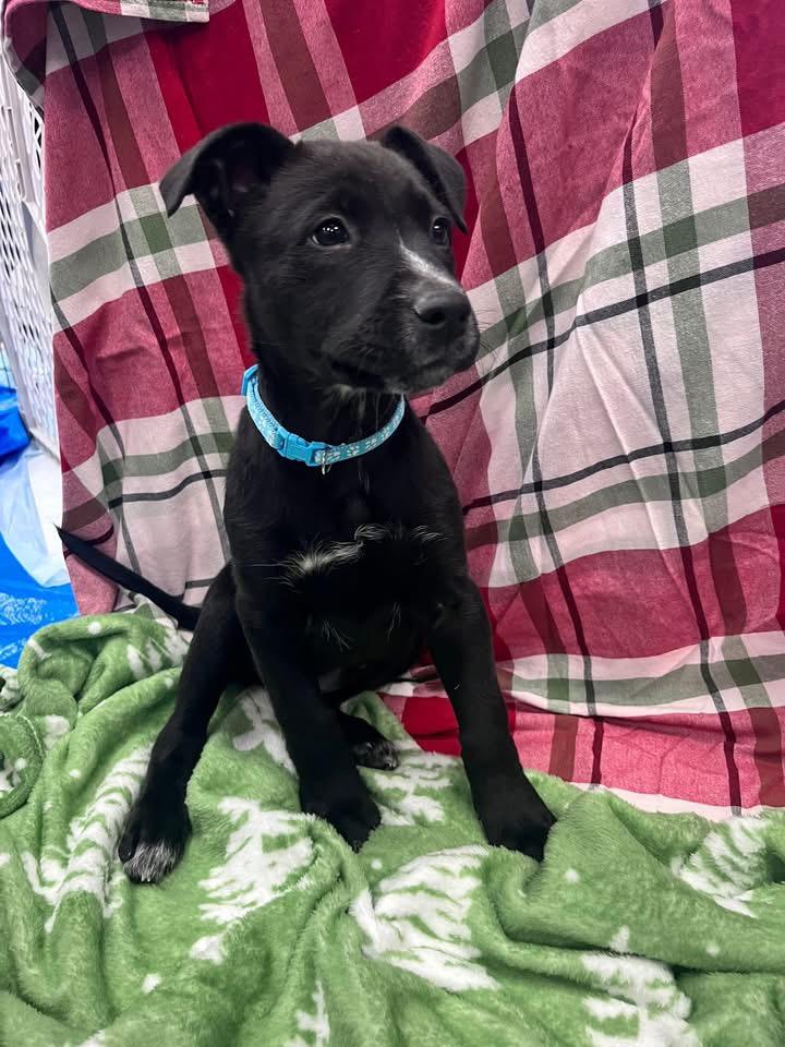 Enlarge Banjo, a ADOPTABLE mixed breed in Akron, NY image 2/3