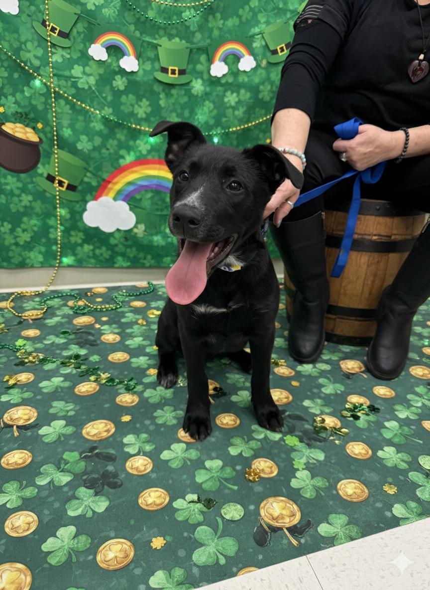 Enlarge Banjo, a ADOPTABLE mixed breed in Akron, NY image 1/6