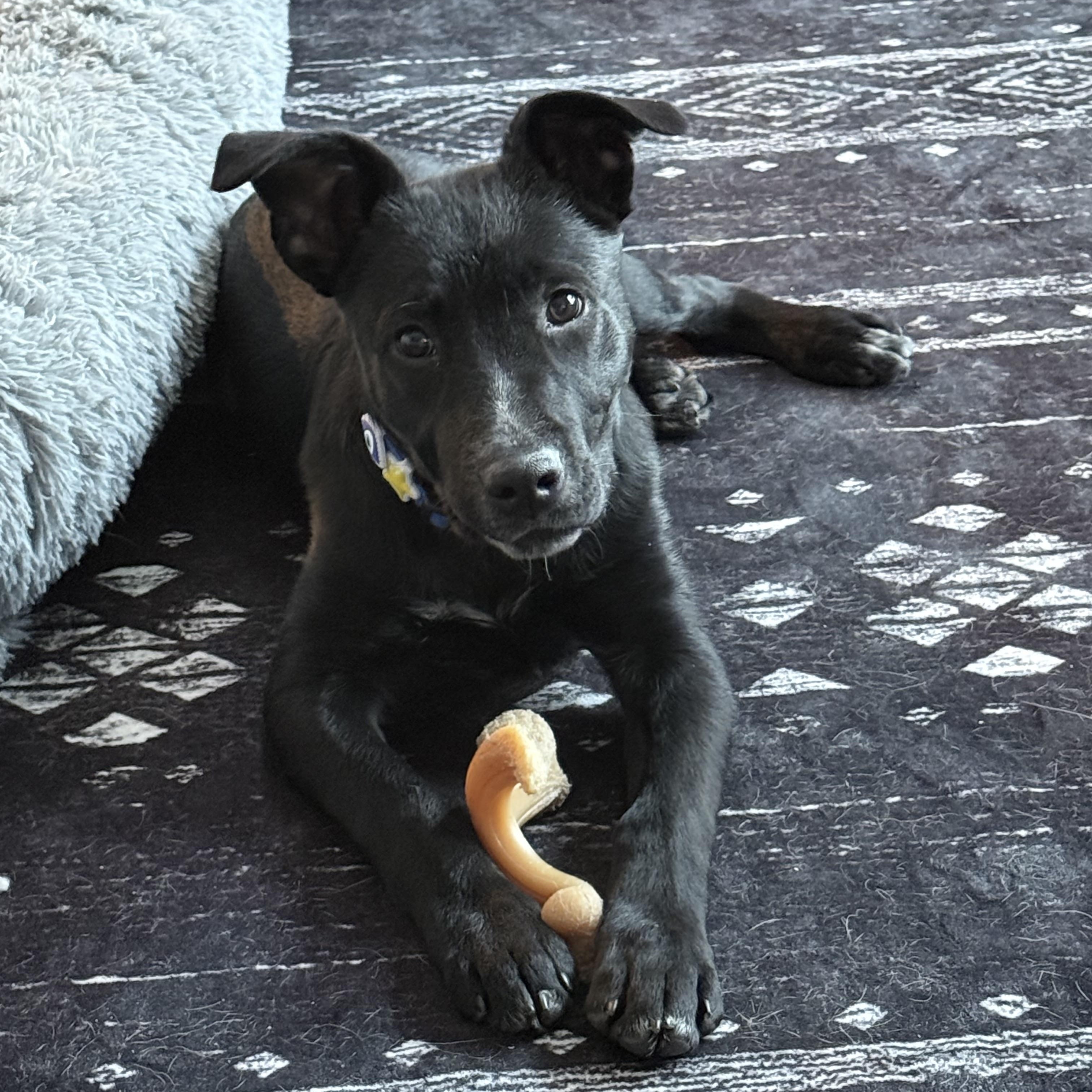 Enlarge Banjo, a ADOPTABLE mixed breed in Akron, NY image 2/6