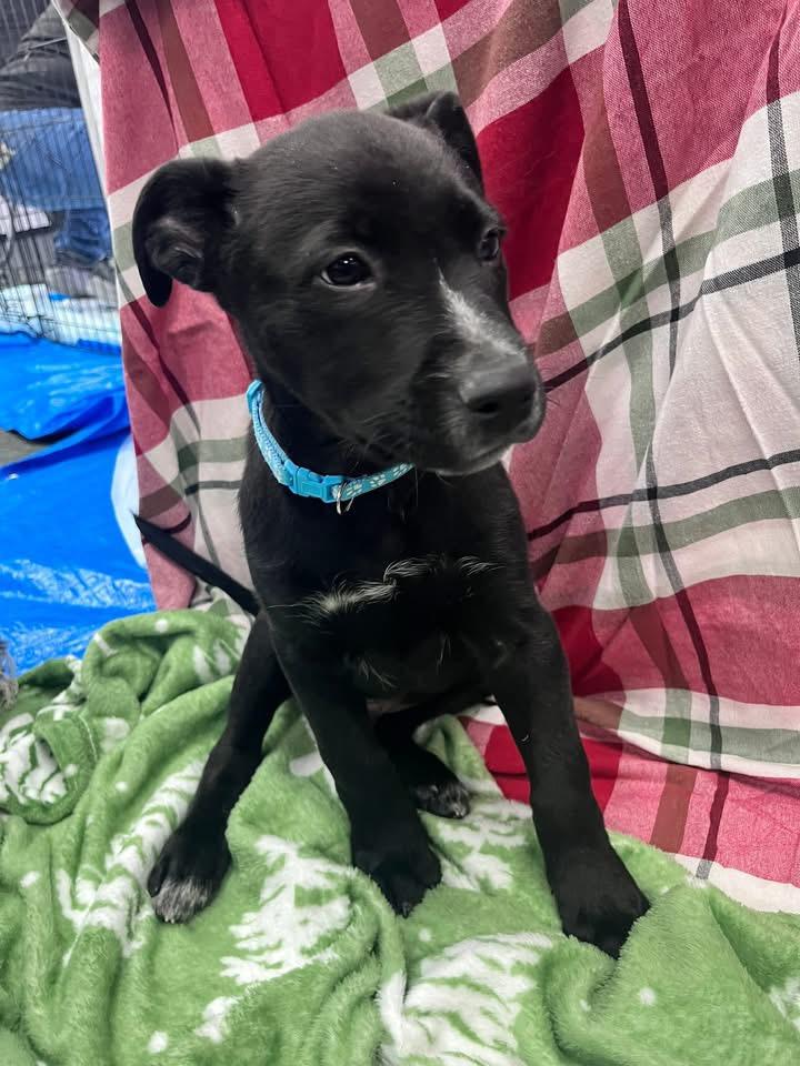 Enlarge Banjo, a ADOPTABLE mixed breed in Akron, NY image 1/3