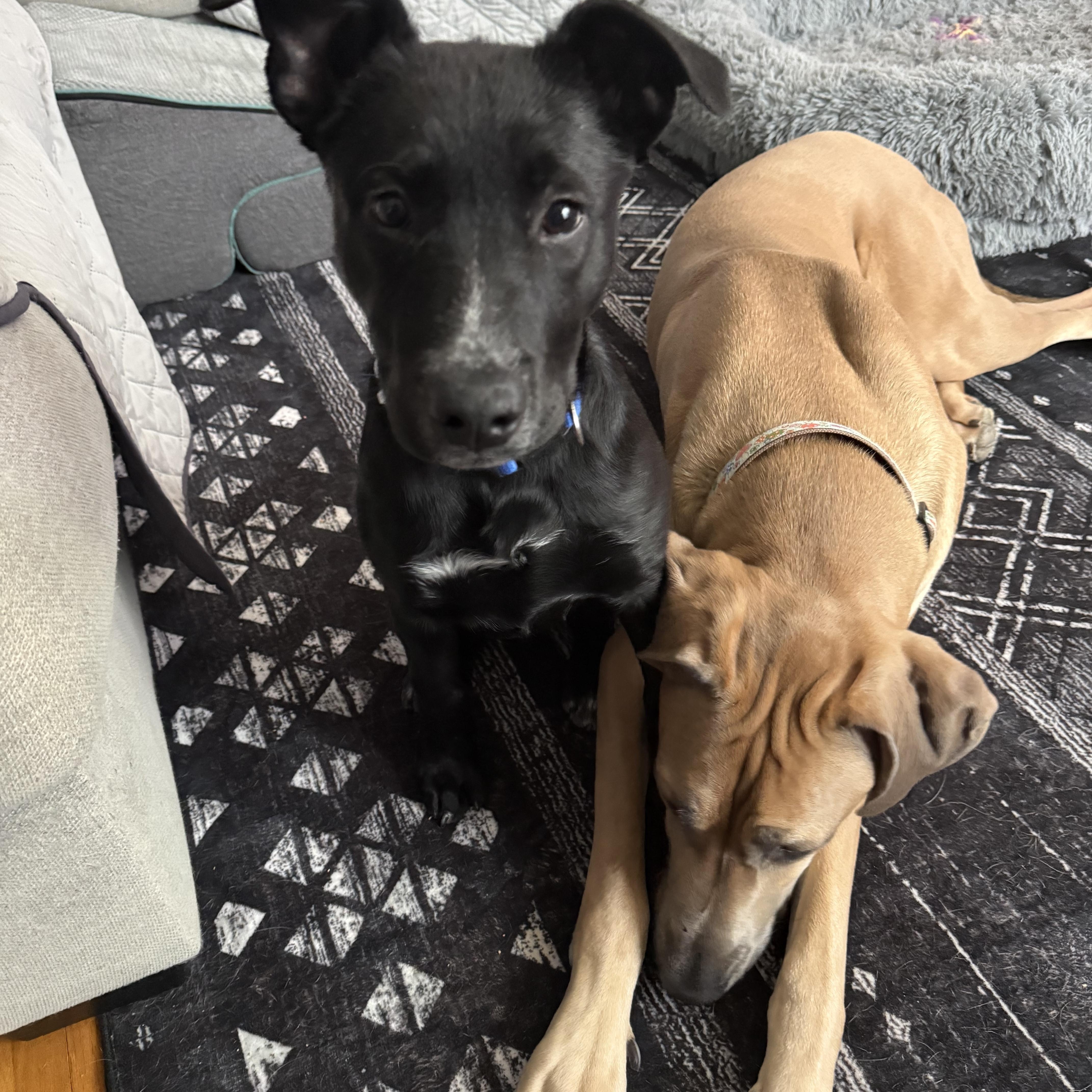 Enlarge Banjo, a ADOPTABLE mixed breed in Akron, NY image 6/6