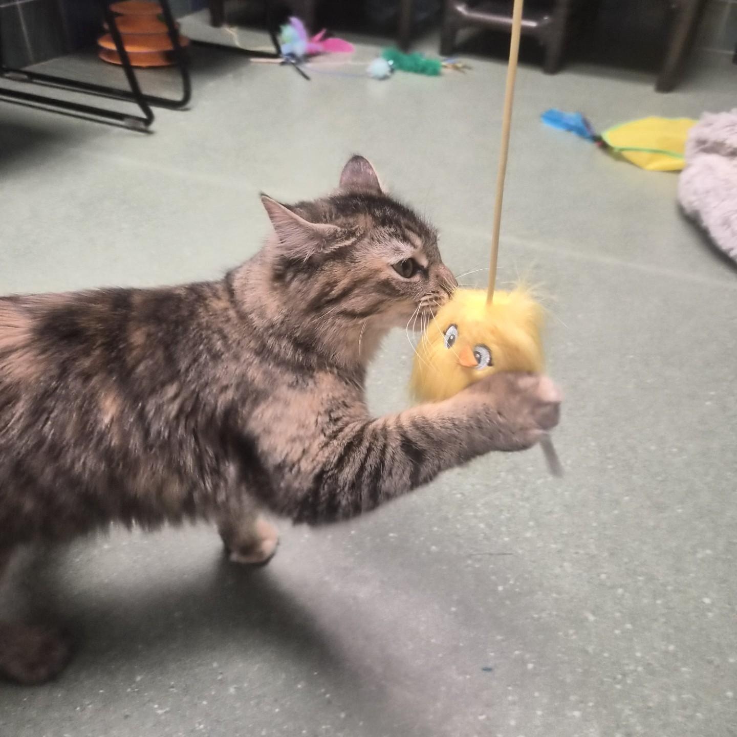 Enlarge Darla, a ADOPTABLE Domestic Medium Hair in Cornelius, NC image 5/5