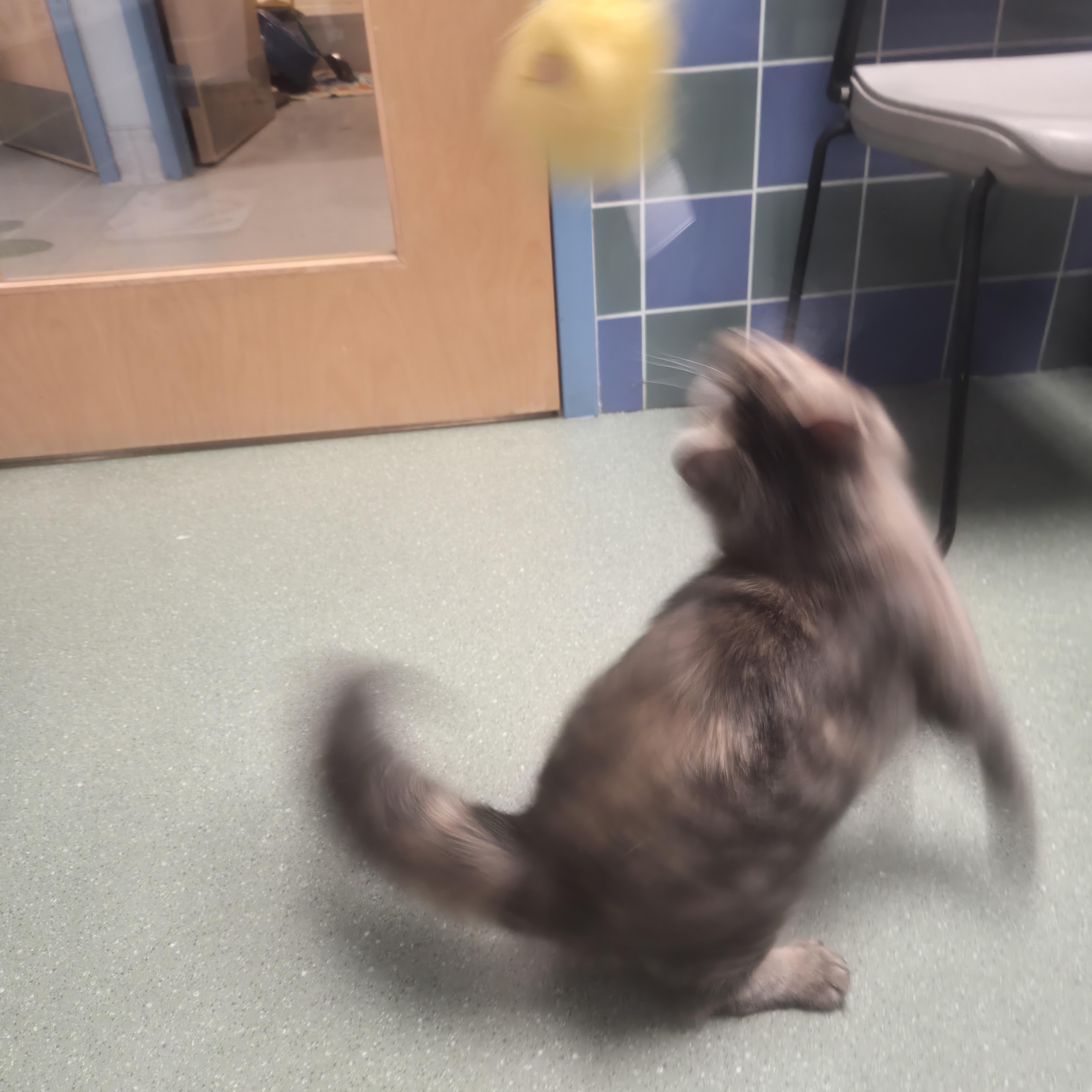Enlarge Darla, a ADOPTABLE Domestic Medium Hair in Cornelius, NC image 4/5
