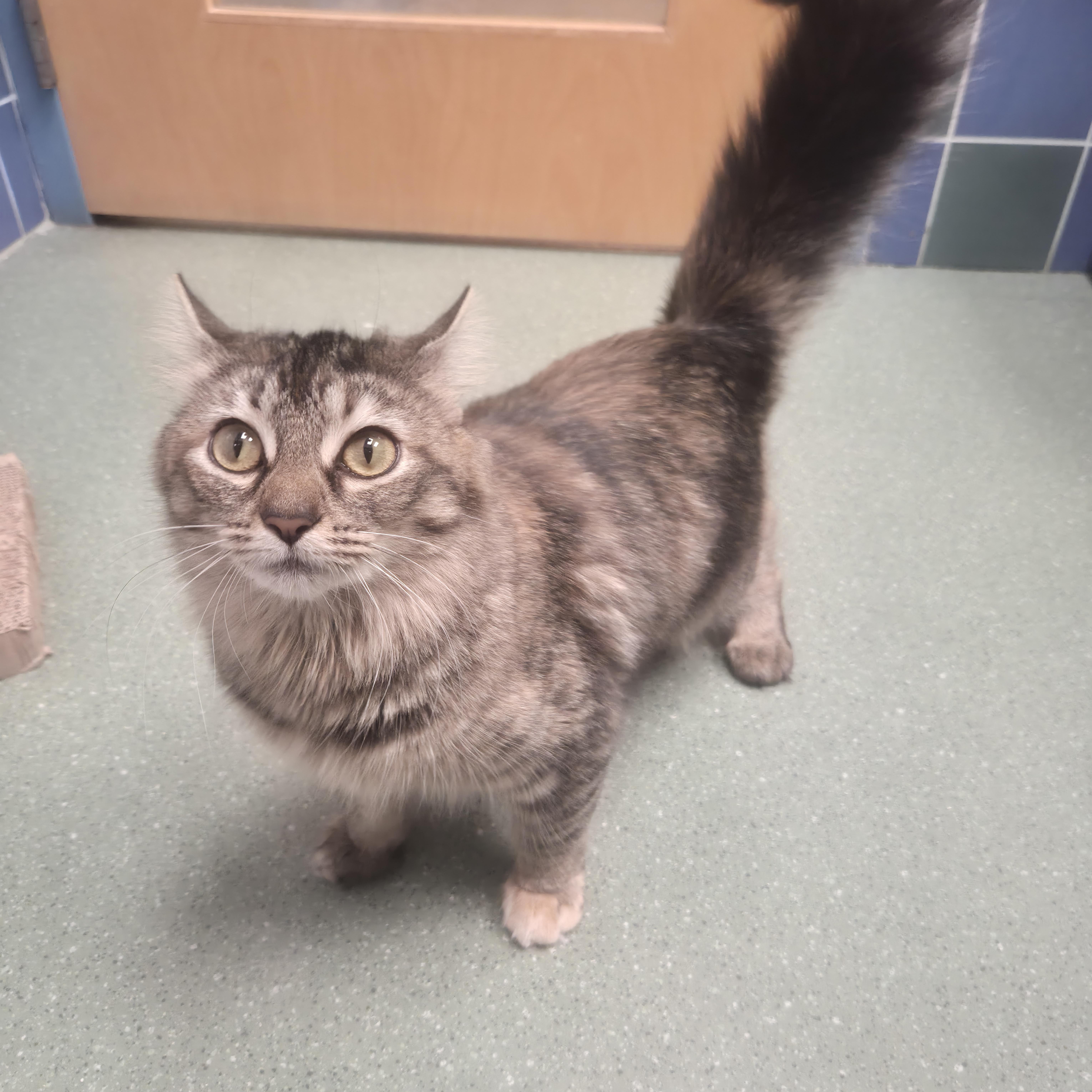 Darla, ADOPTABLE, Young Female Domestic Medium Hair.