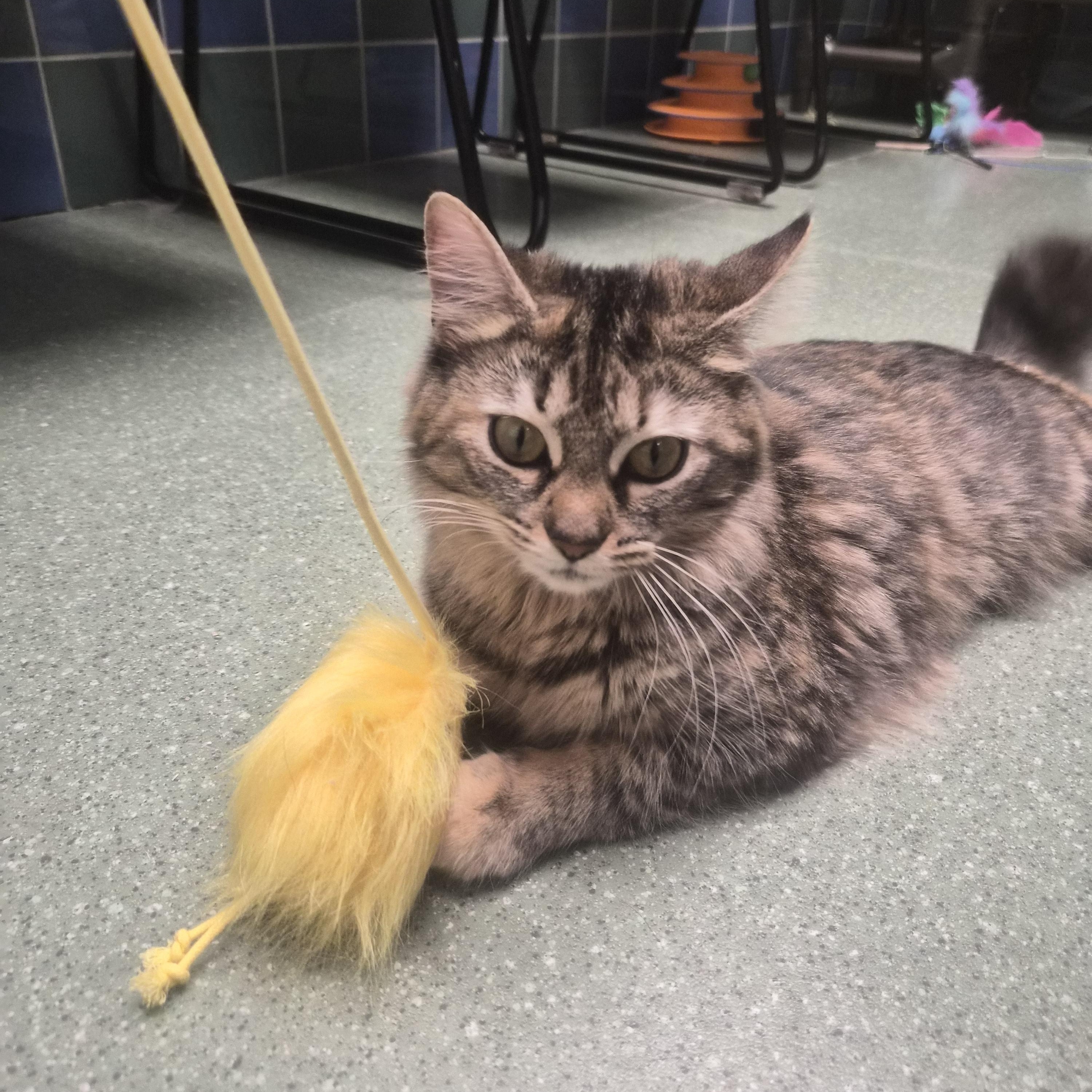 Enlarge Darla, a ADOPTABLE Domestic Medium Hair in Cornelius, NC image 2/5
