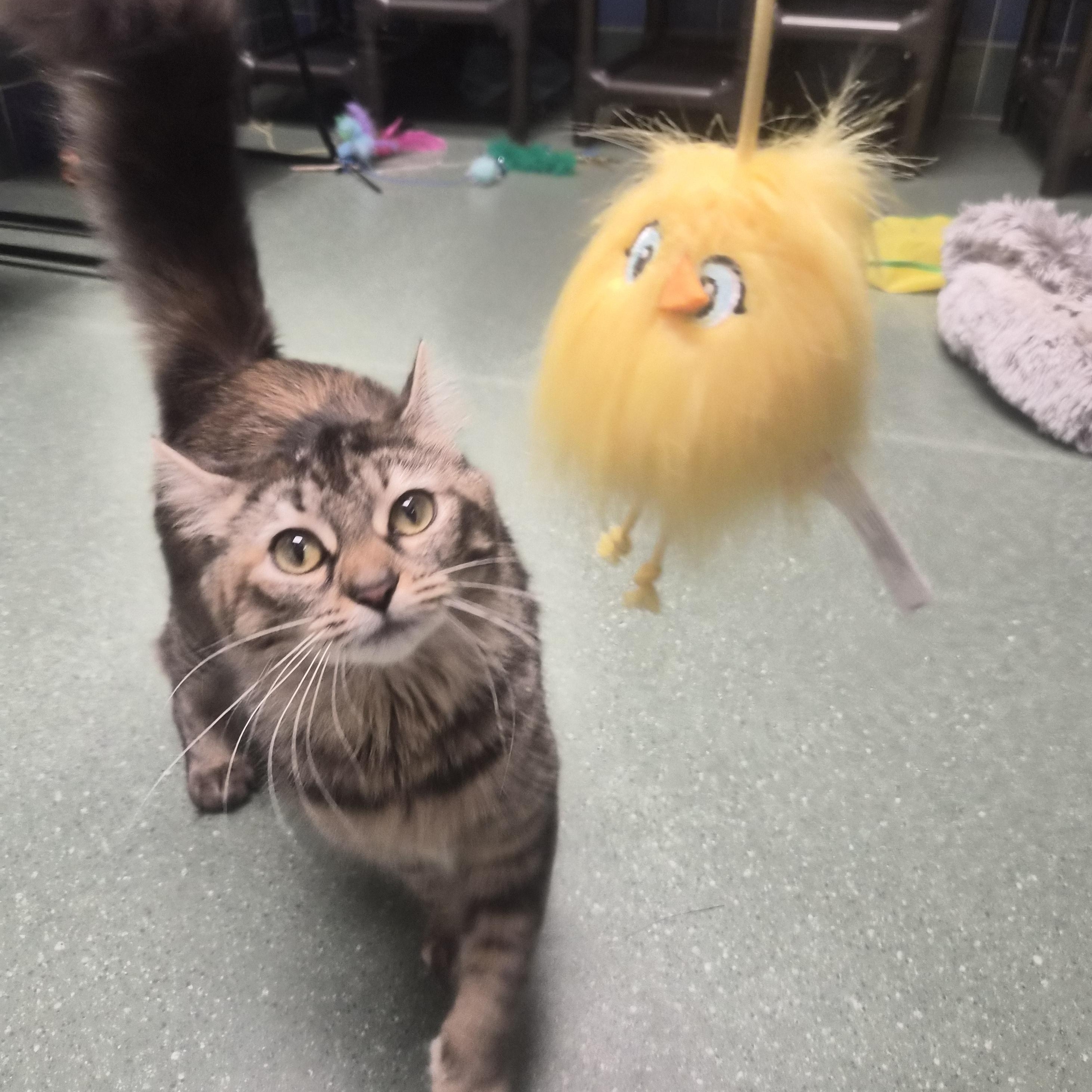 Enlarge Darla, a ADOPTABLE Domestic Medium Hair in Cornelius, NC image 3/5