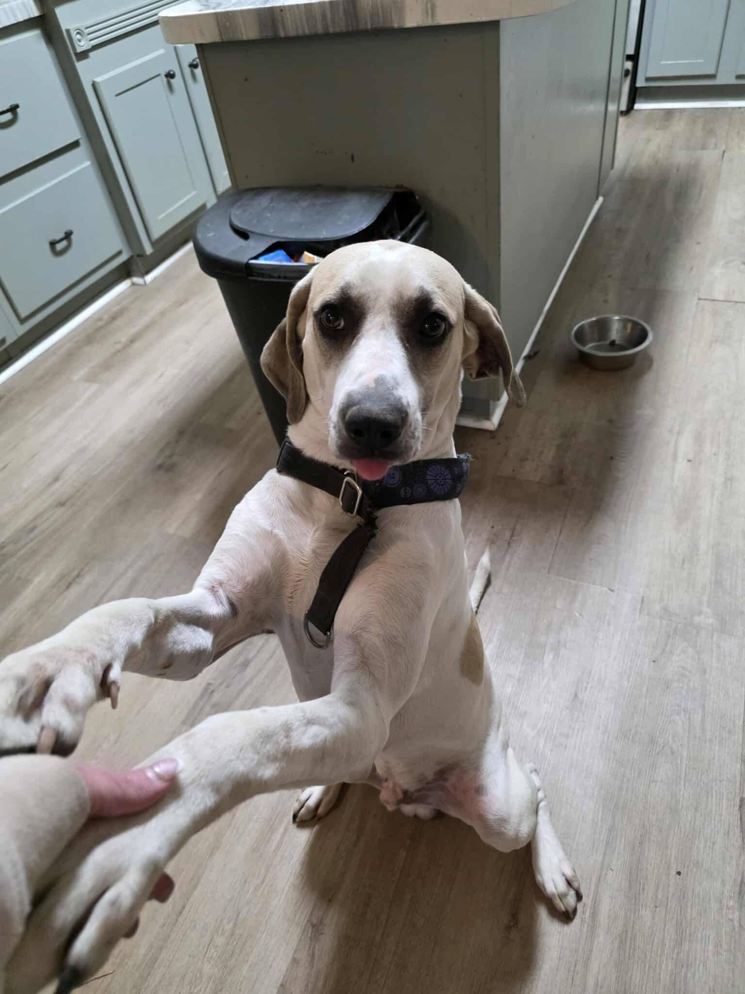 Enlarge Puppers, a ADOPTABLE mixed breed in Houston, TX image 4/6