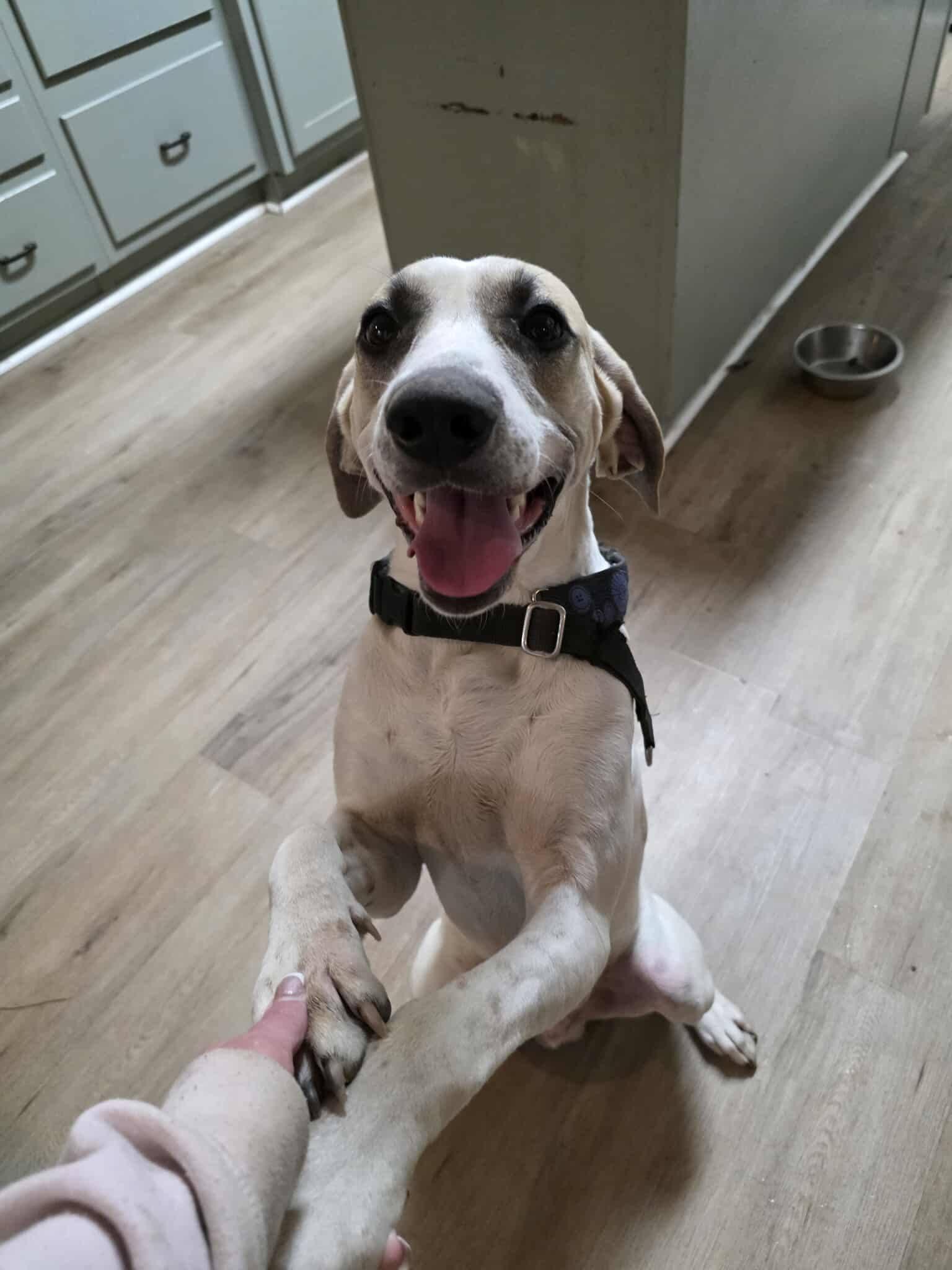 Enlarge Puppers, a ADOPTABLE mixed breed in Houston, TX image 3/6