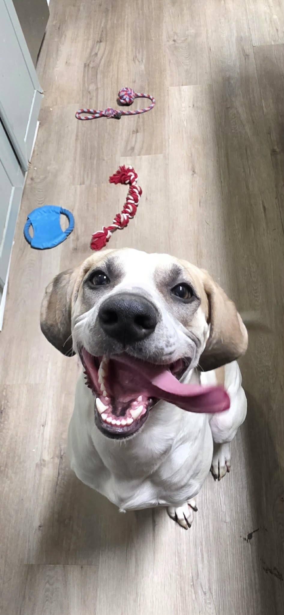 Enlarge Puppers, a ADOPTABLE mixed breed in Houston, TX image 2/6