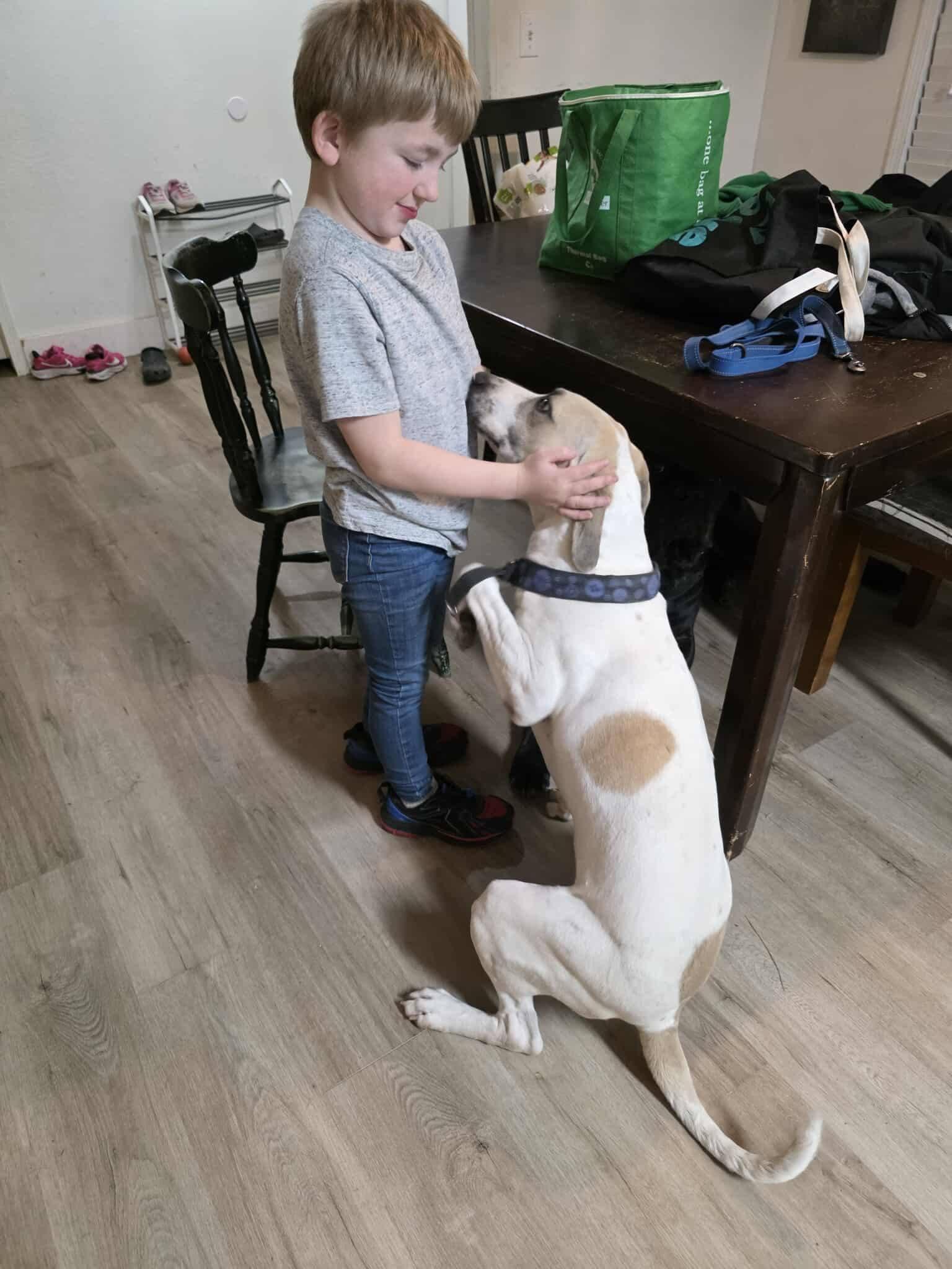 Enlarge Puppers, a ADOPTABLE mixed breed in Houston, TX image 6/6