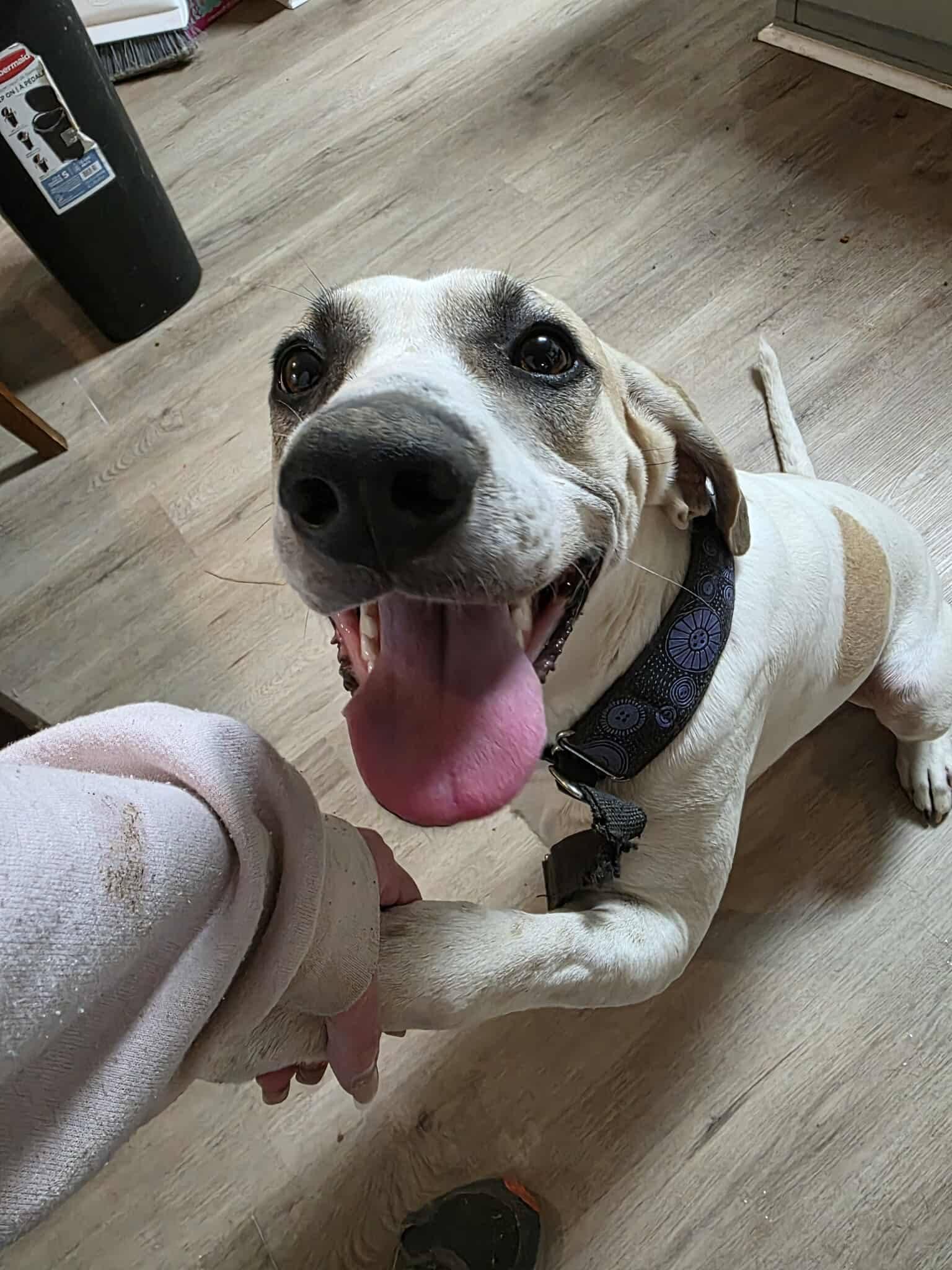 Enlarge Puppers, a ADOPTABLE mixed breed in Houston, TX image 5/6