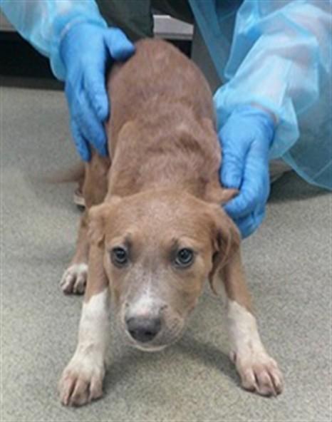 VIVI, Adoptable, Puppy Female Staffordshire Bull Terrier & Mixed Breed.