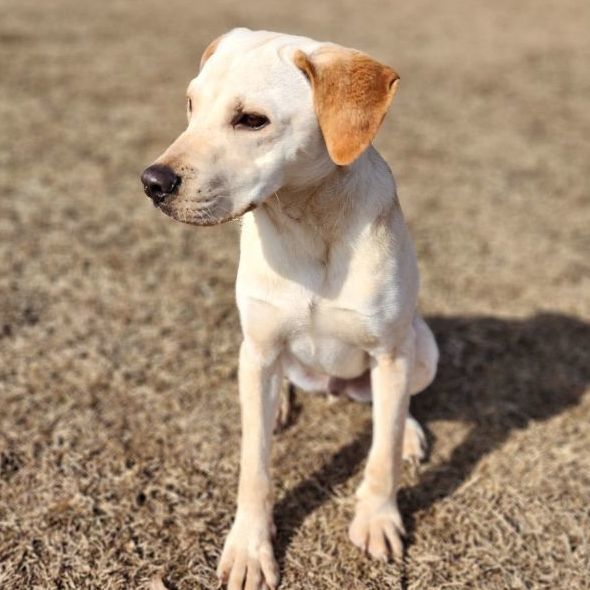 Dog for adoption Dexter, a Yellow Labrador Retriever Mix in