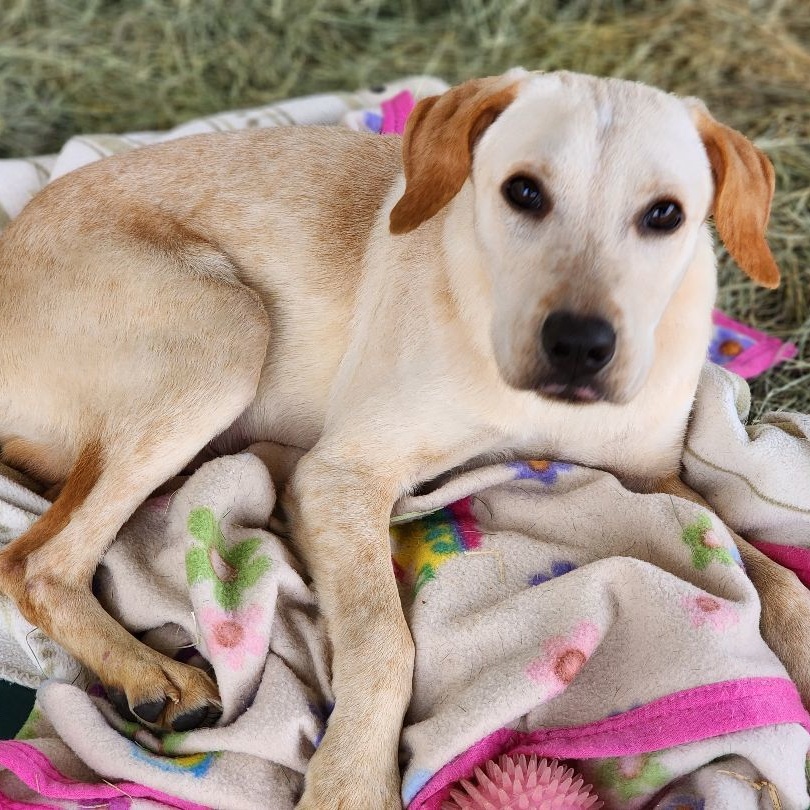 Dog for adoption Dexter, a Yellow Labrador Retriever Mix in