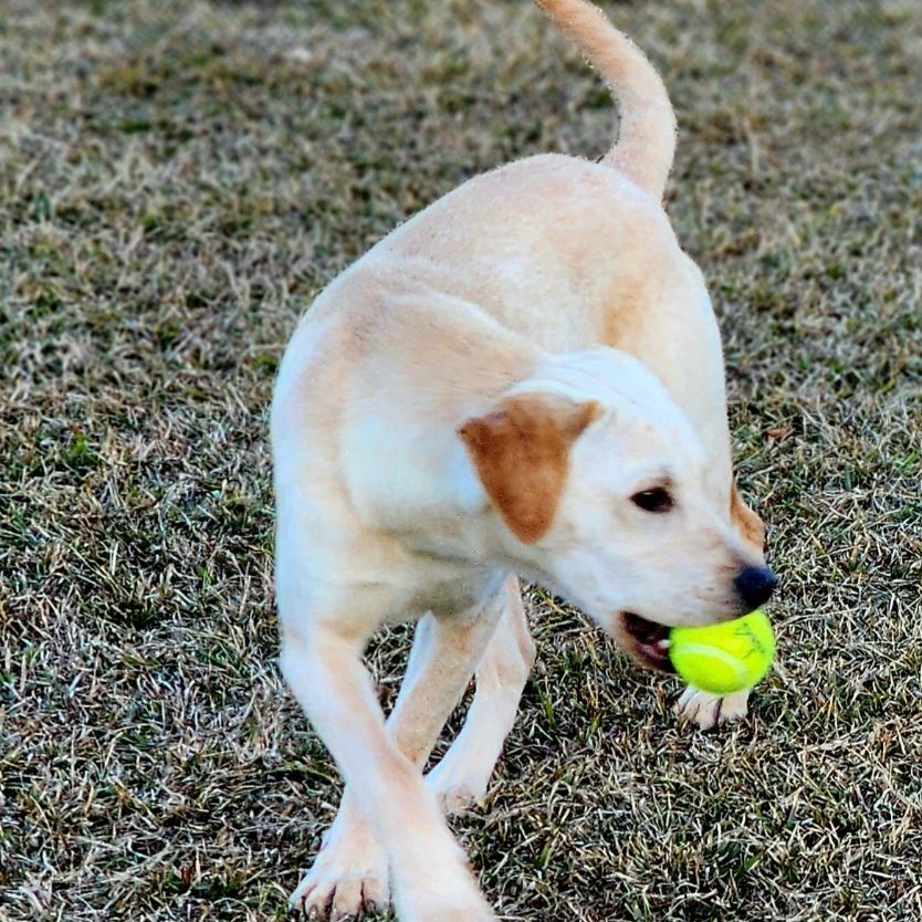Dog for adoption Dexter, a Yellow Labrador Retriever Mix in