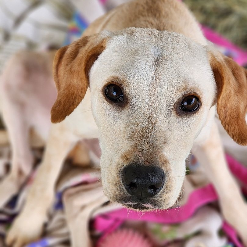 Dog for adoption Dexter, a Yellow Labrador Retriever Mix in