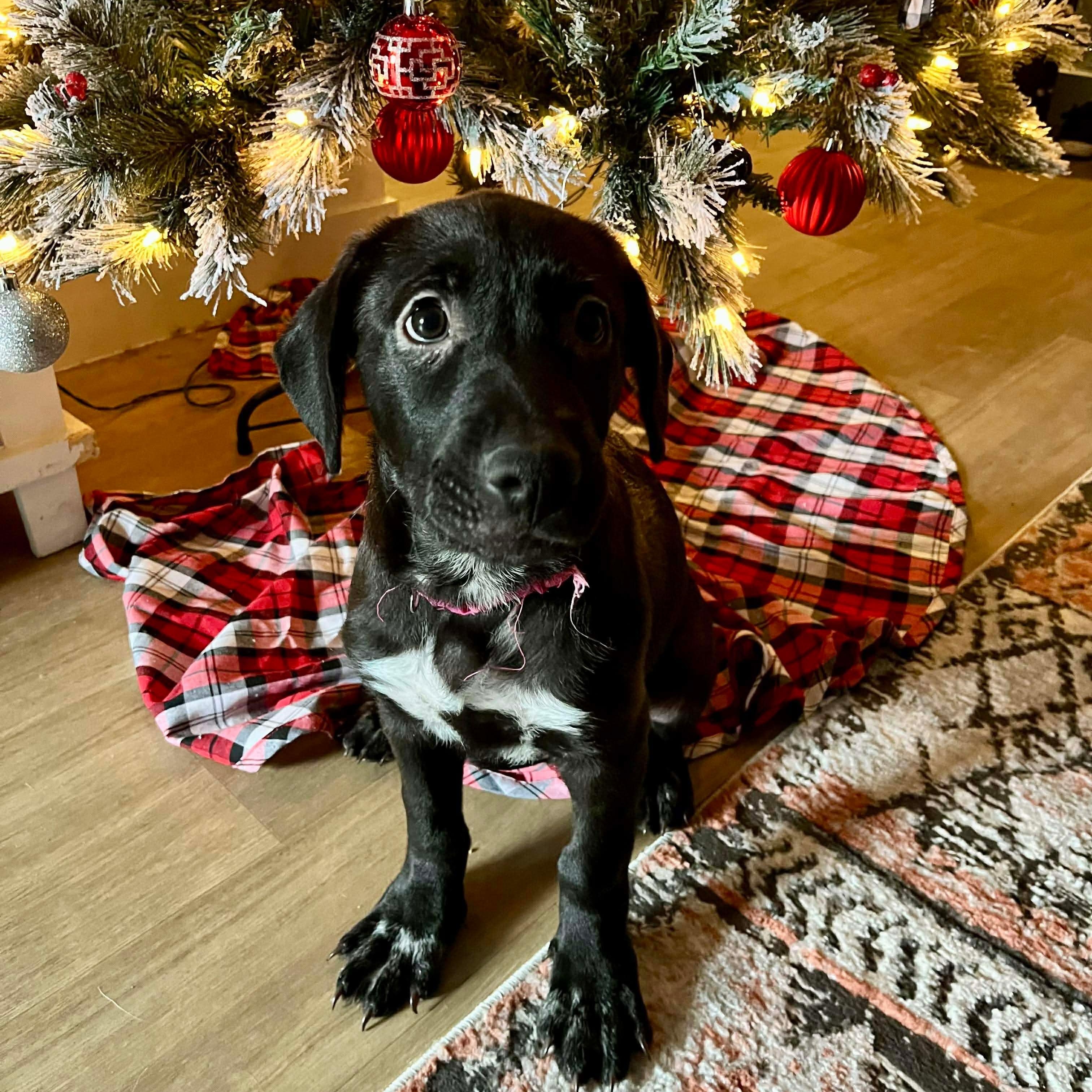 Enlarge Monica, a ADOPTABLE mixed breed in Las Vegas, NV image 3/3