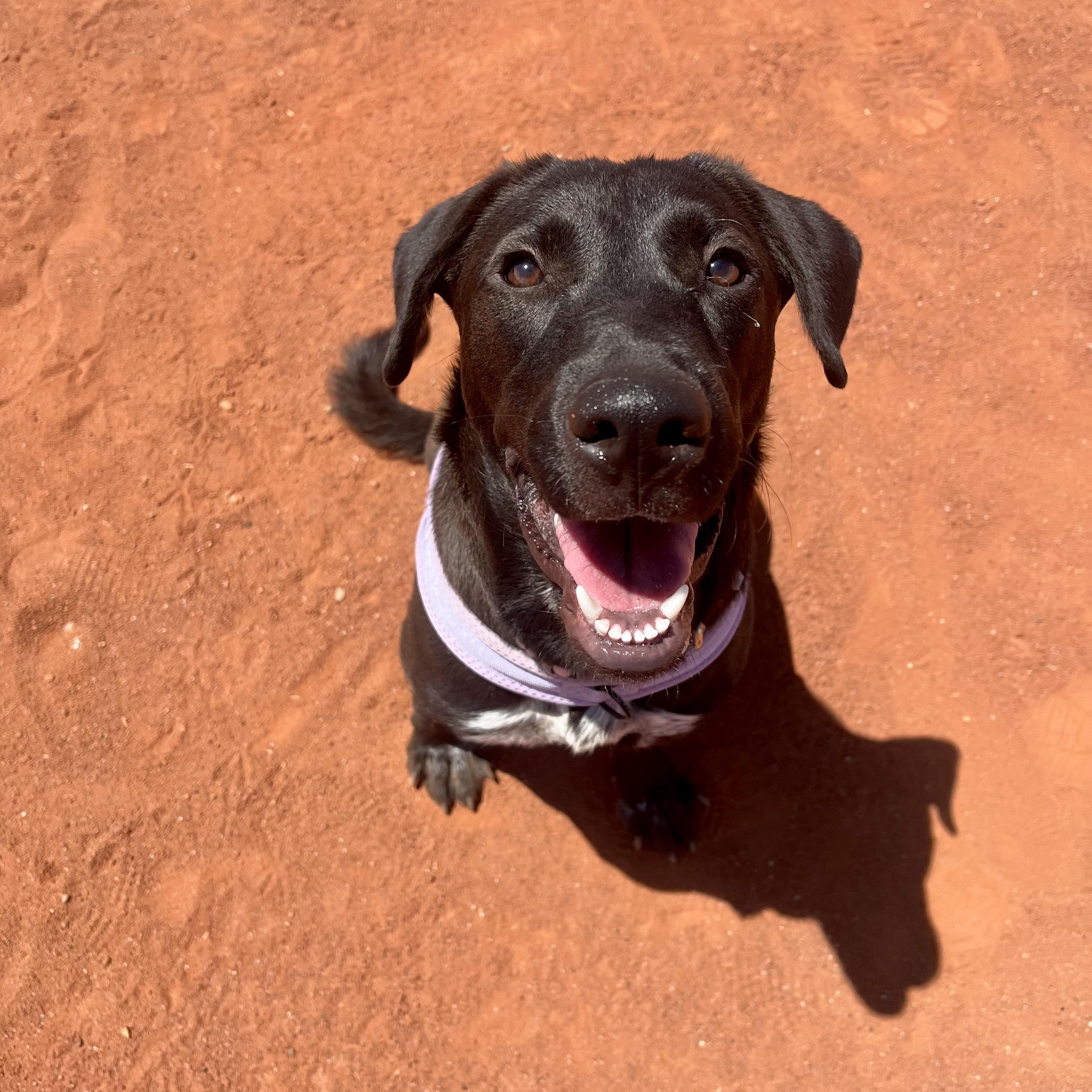 Monica, an adoptable mixed breed in Las Vegas, NV image 1/6