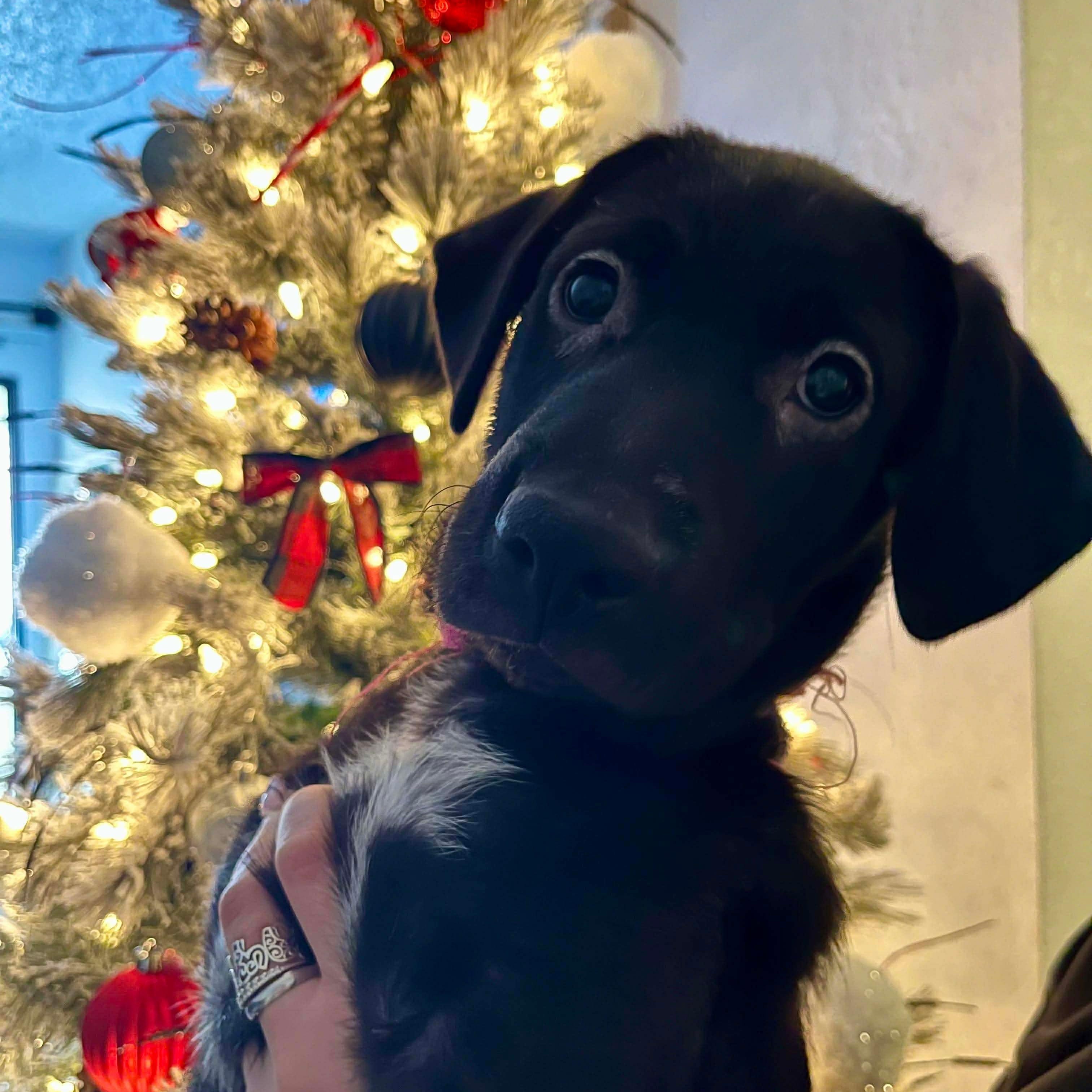 Enlarge Monica, a ADOPTABLE mixed breed in Las Vegas, NV image 1/3