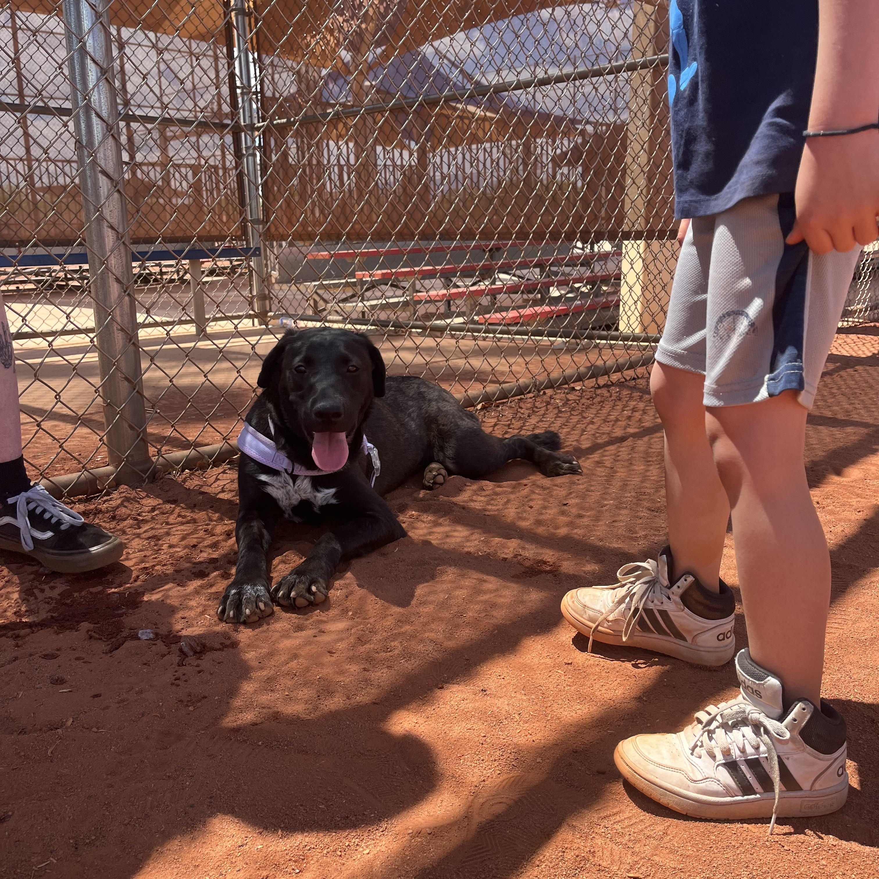 Monica, an adoptable mixed breed in Las Vegas, NV image 3/6
